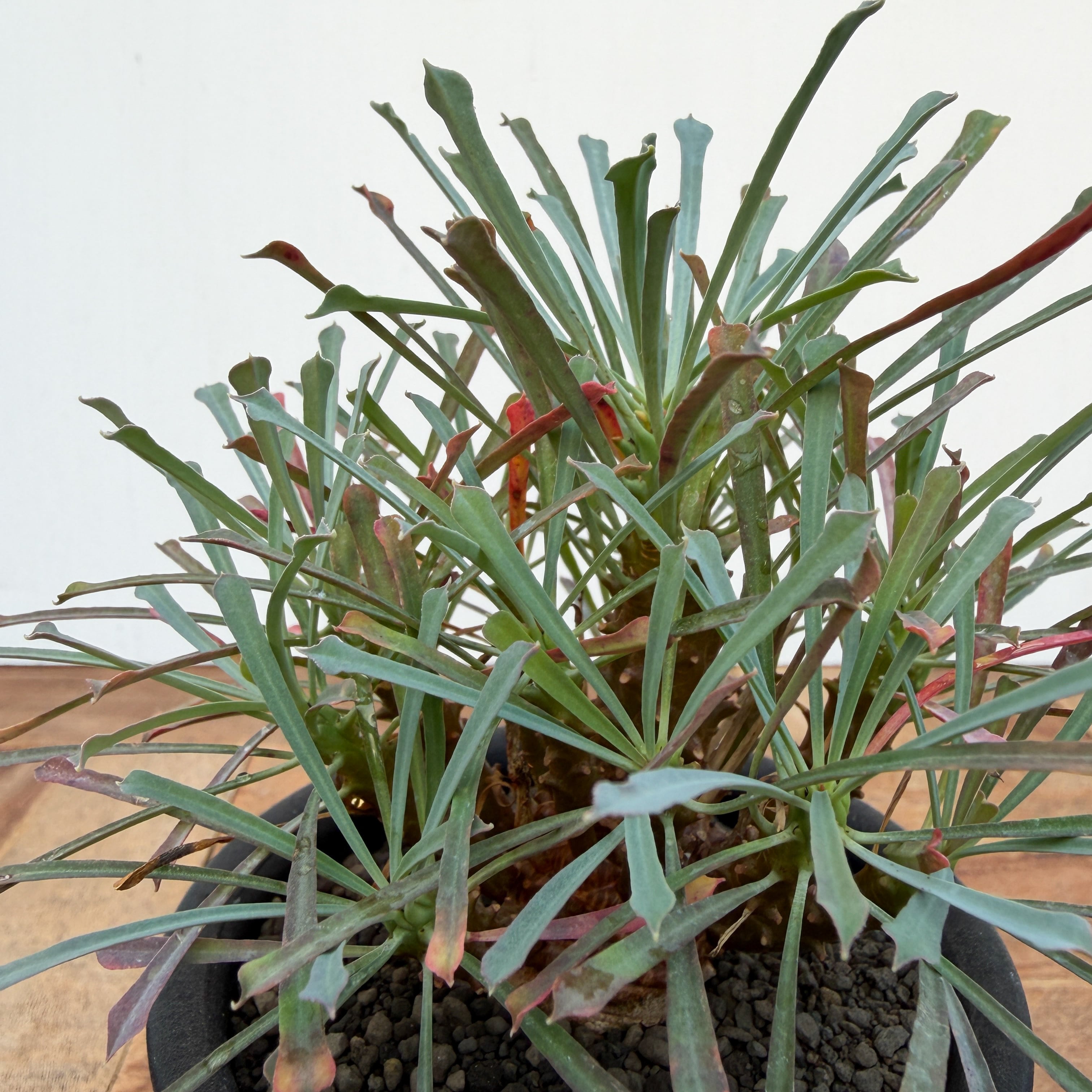 Euphorbia multifolia【ユーフォルビア・ムルチフォリア】 | RIMO'S