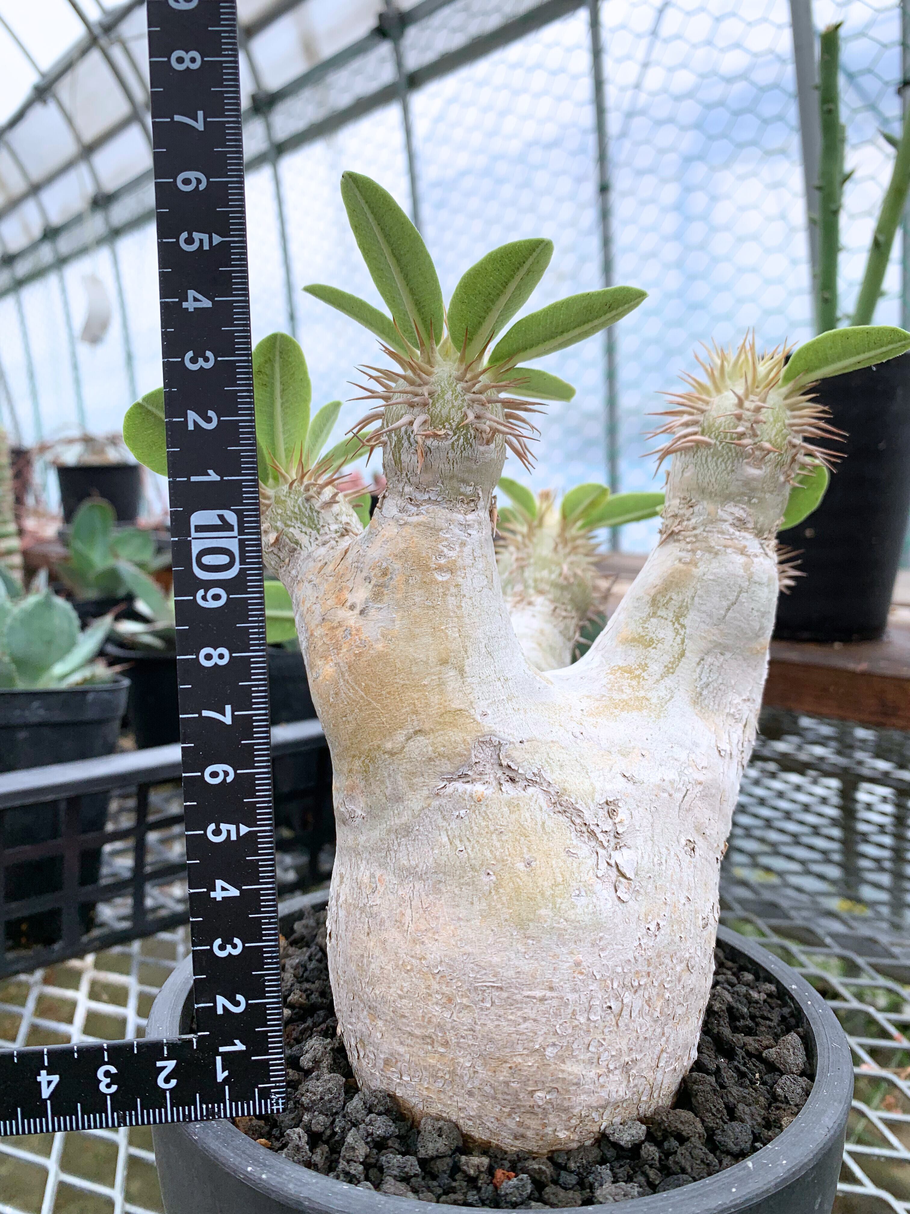 【早い者勝ち本日限り!!】 エブレネウム パキポディウム 現品 ポットごと発送 パキポディウム エブレネウム P024【送料着払い】 | CACTUS330