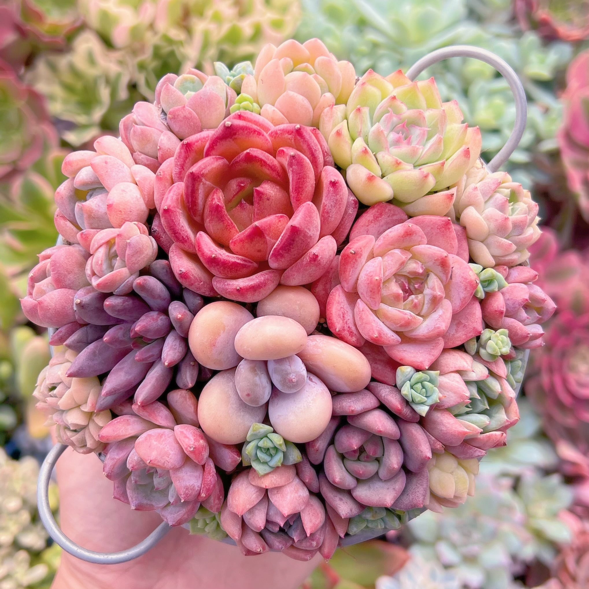 現物　 寄せ植えセット#748　るる農園