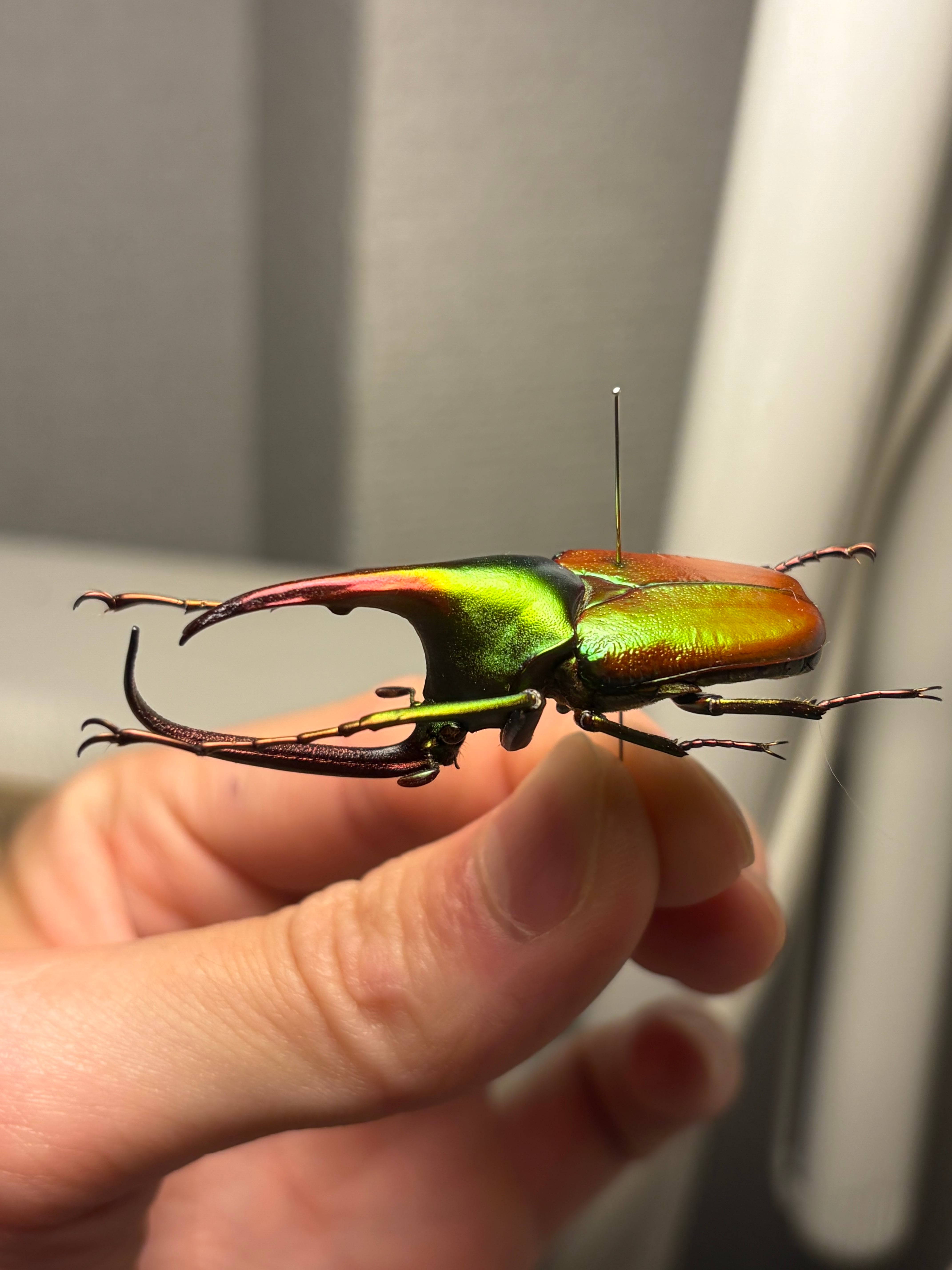 皺無特大】カブトハナムグリ コガネムシ プラチナコガネ カナブン