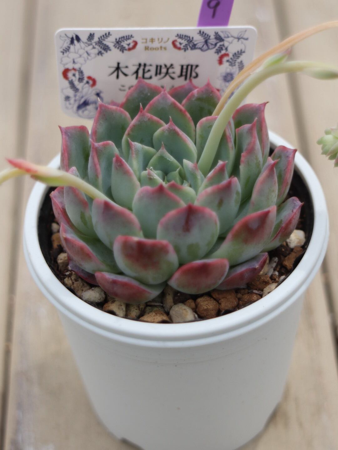 9 木花咲耶(このはなさくや)
