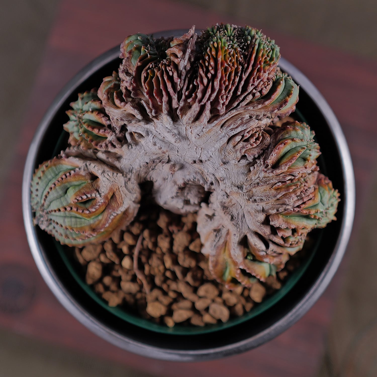 オス株【超厳選株】超異型 超大株 最大幅約12.6cm ヴィンテージ 綴化