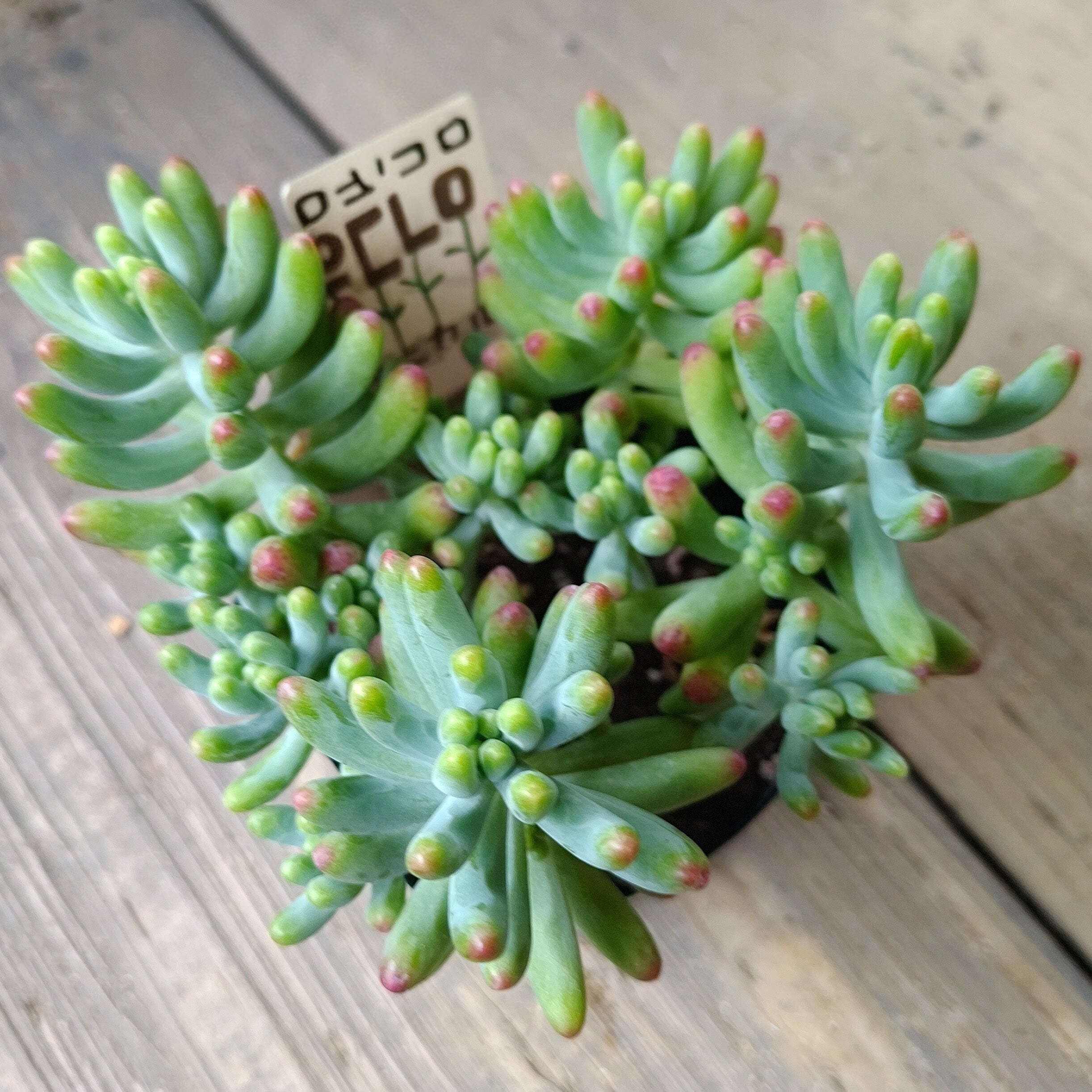 姫秋麗 | RuPo 多肉植物専門店