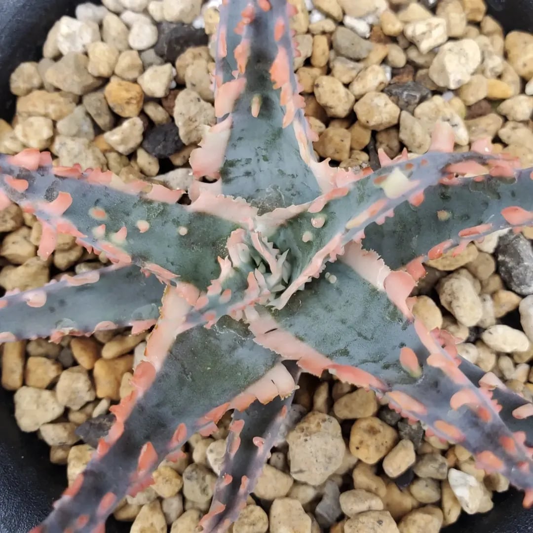F00603_Aloe 'Saw Bones' Hybrid：アロエ・ハイブリッド（子株