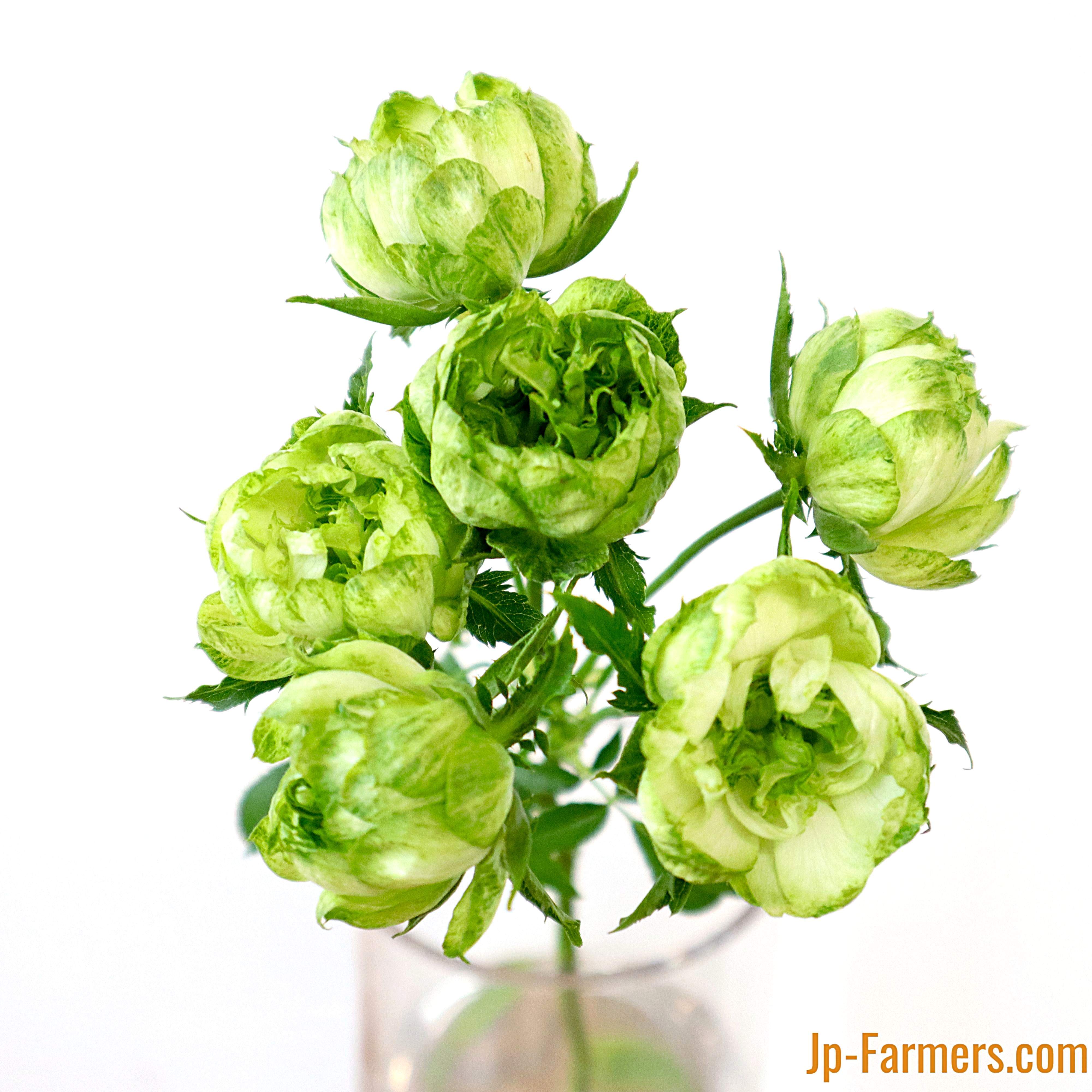 市場直送便 ｆｉｎｅｒｏｓｅ 10本 Spバラ 品種名 オリエンタルエクレール Jp Farmers Com