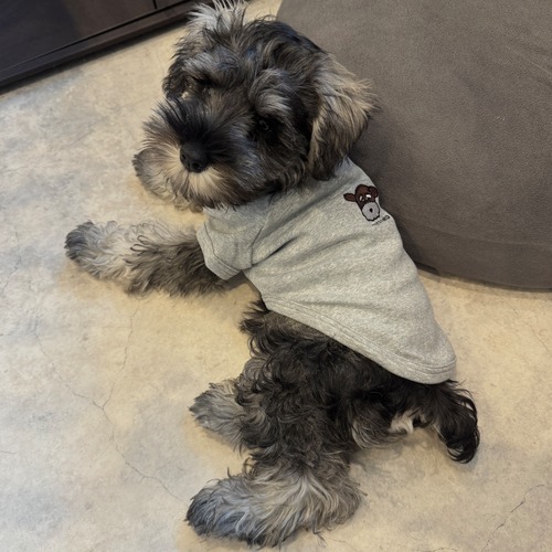 neko dog Tshirts / gray