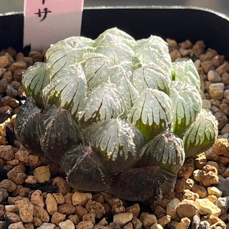 ハオルチア 萩原No.5錦(子株付き) | mocono_plants