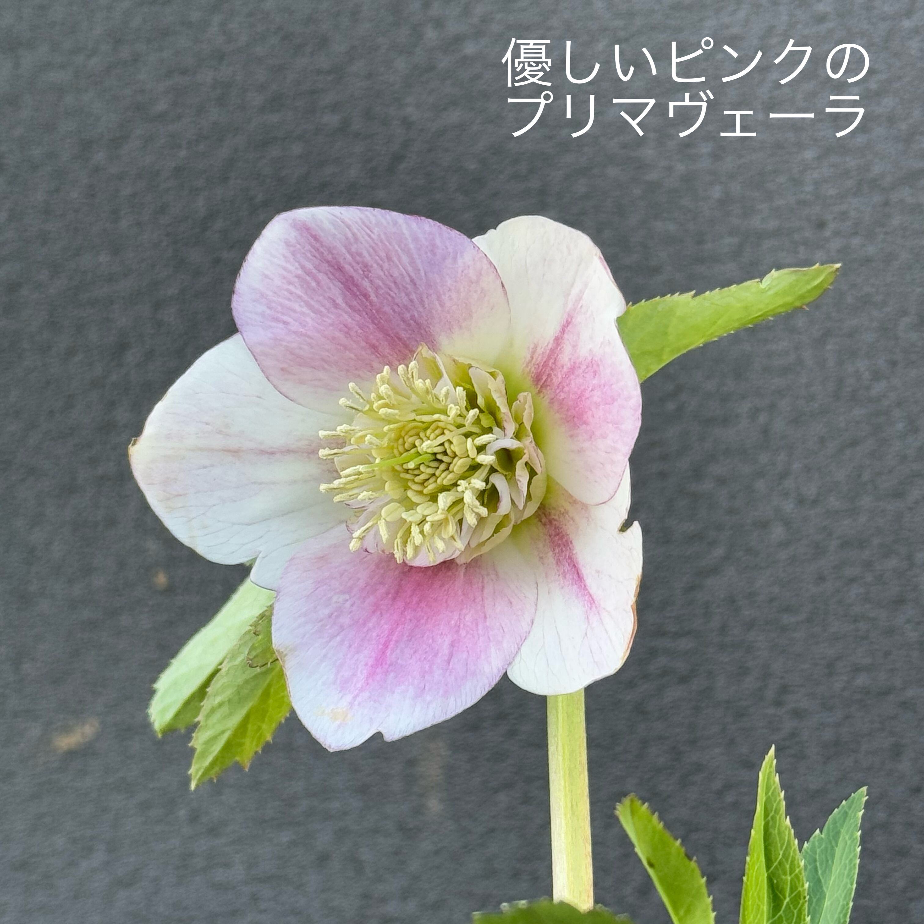 大木ナーセリークリスマスローズ開花株 DDデュメ系オーレア 大木ナーセリークリスマスローズ開花株 DDデュメ系オーレア