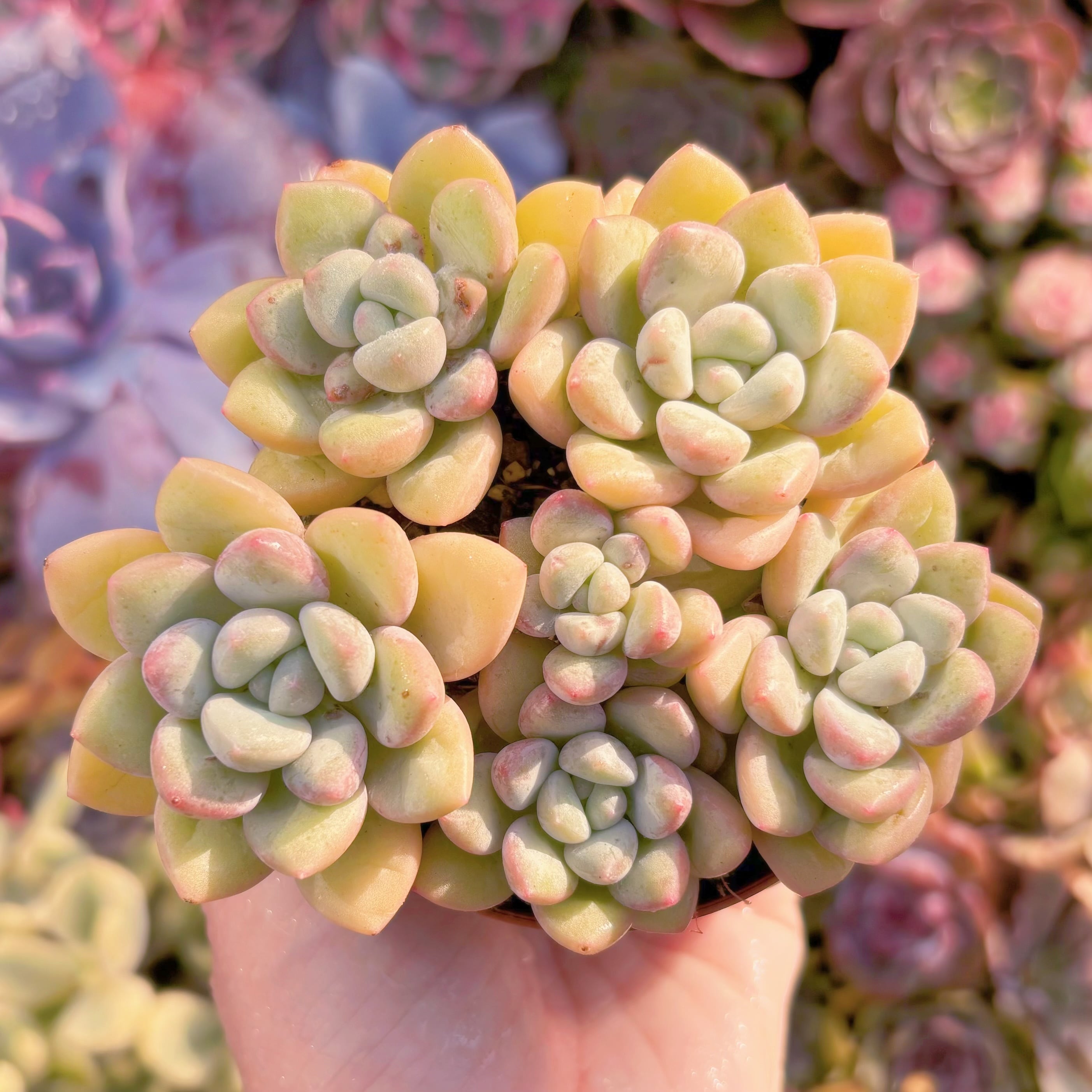 現品　チューインガム#A074　群生　るる農園