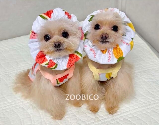 即納【ZOOBICO】Cooling ice snood (yellow/Lサイズ)