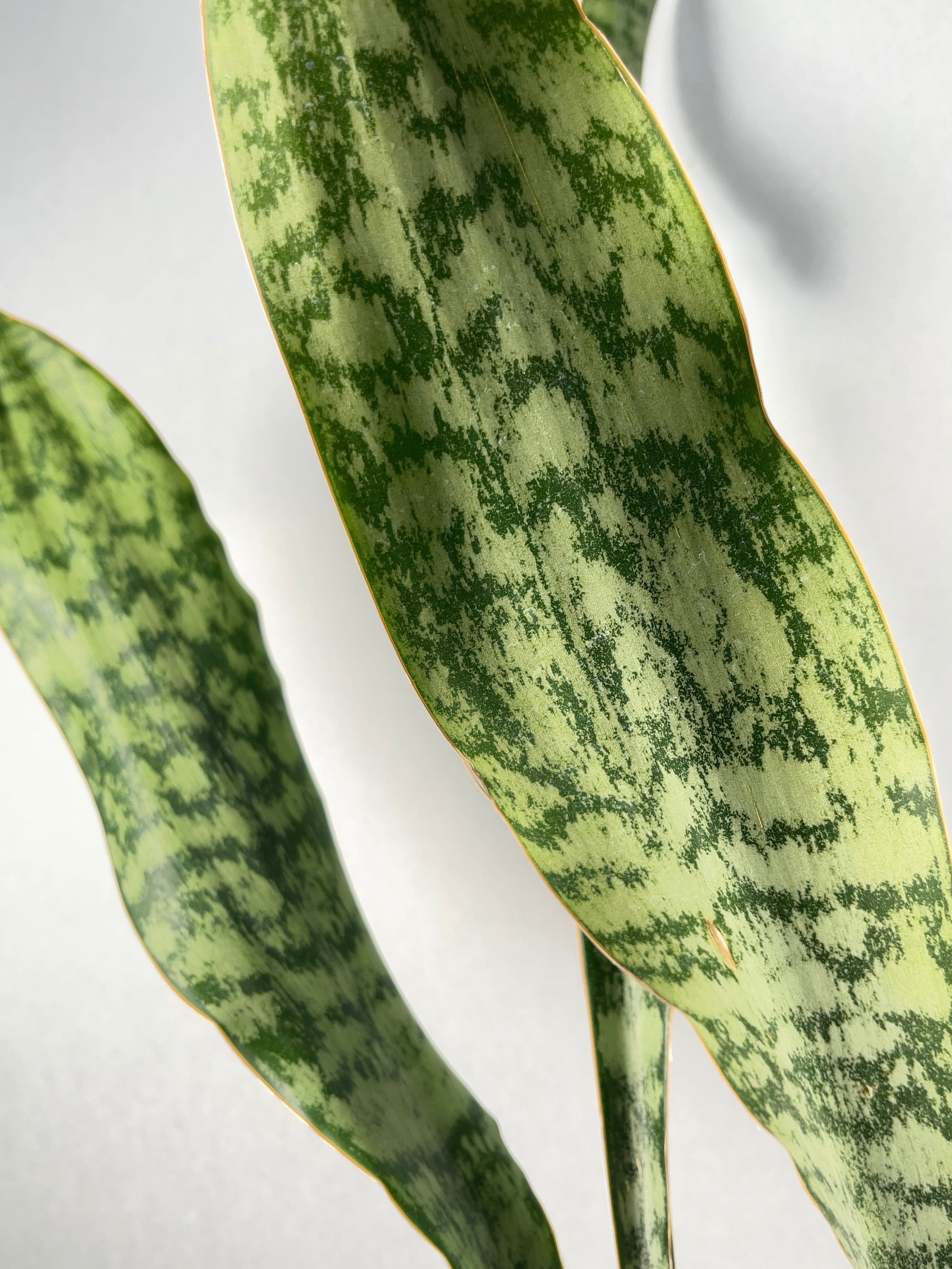 サンスベリア　オウブリティアナ斑入り Sansevieria Aubrytiana Variegata オウブリティアナ黄斑 | 大人