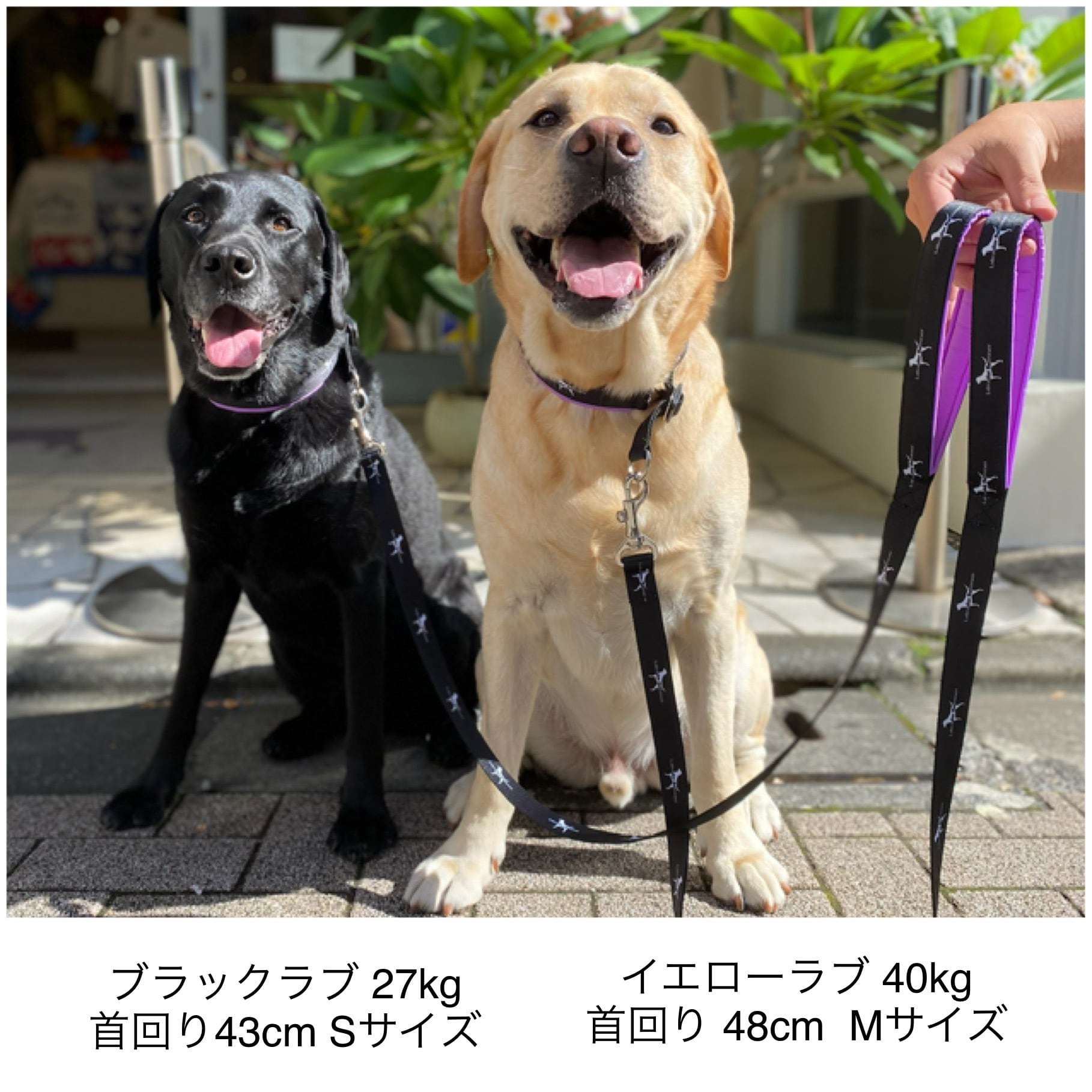 Labrador Retriever ラブラドールレトリバー ボーダー - ポロシャツ