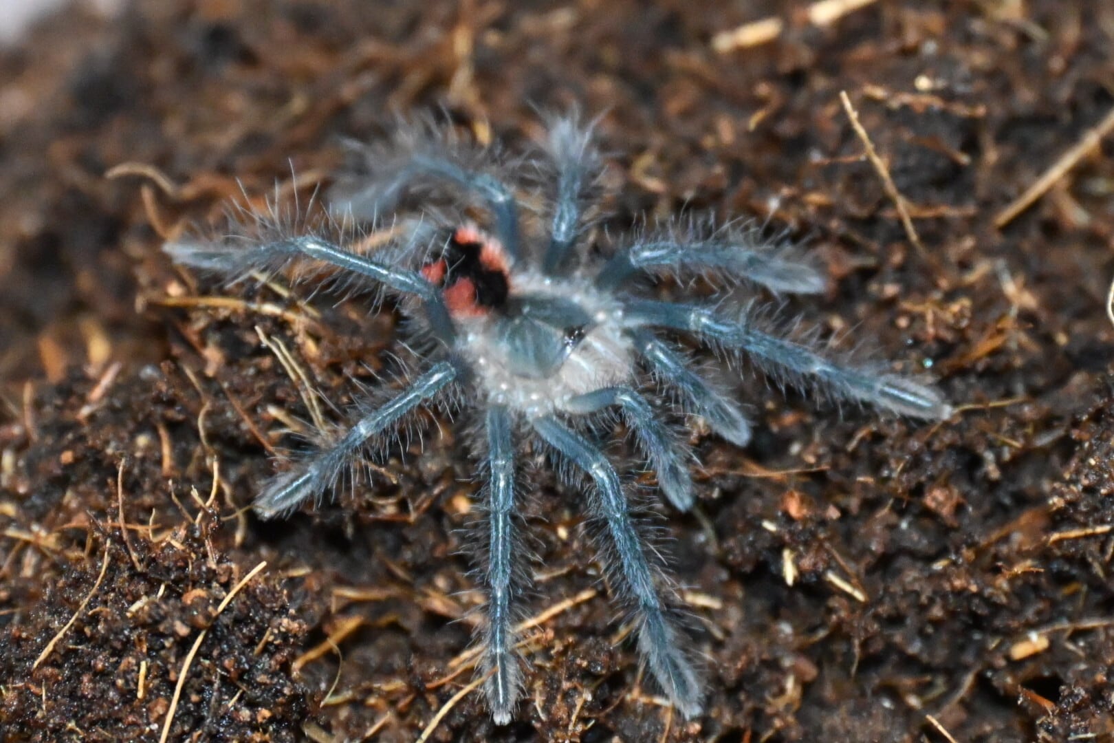 Theraphosidae Highland blue タランチュラ | ss商店