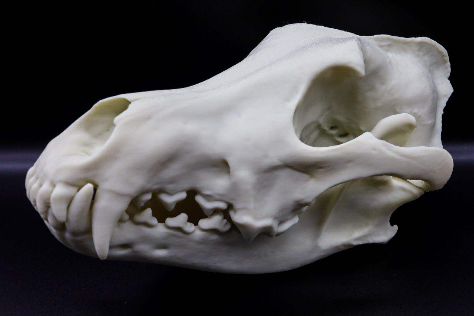 タイリクオオカミ原寸大頭骨模型 | 生き物グッズ屋〈4C-UNIT〉