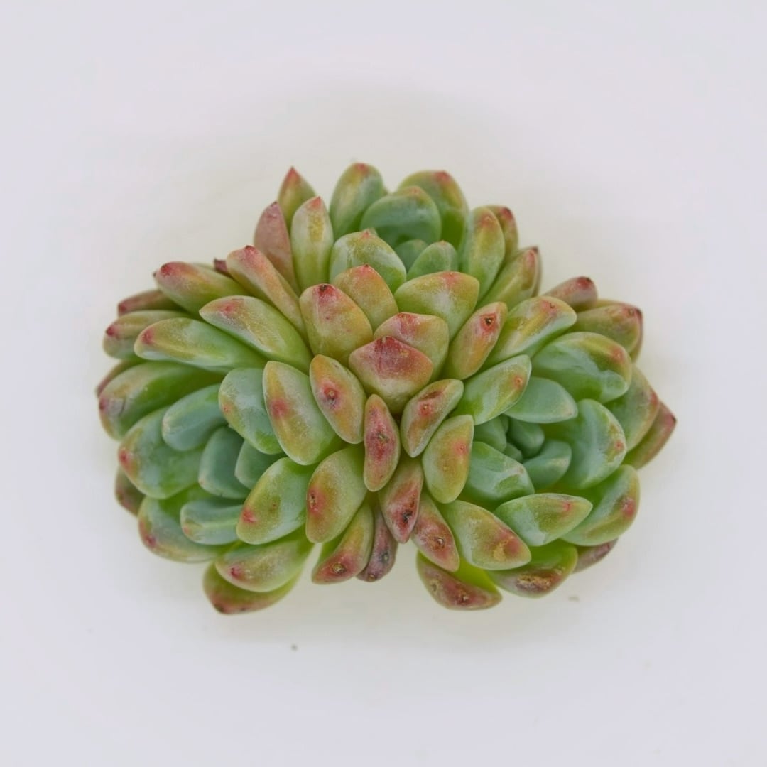 メキシコプリドニス(群生) エケベリア | G・LABO shop