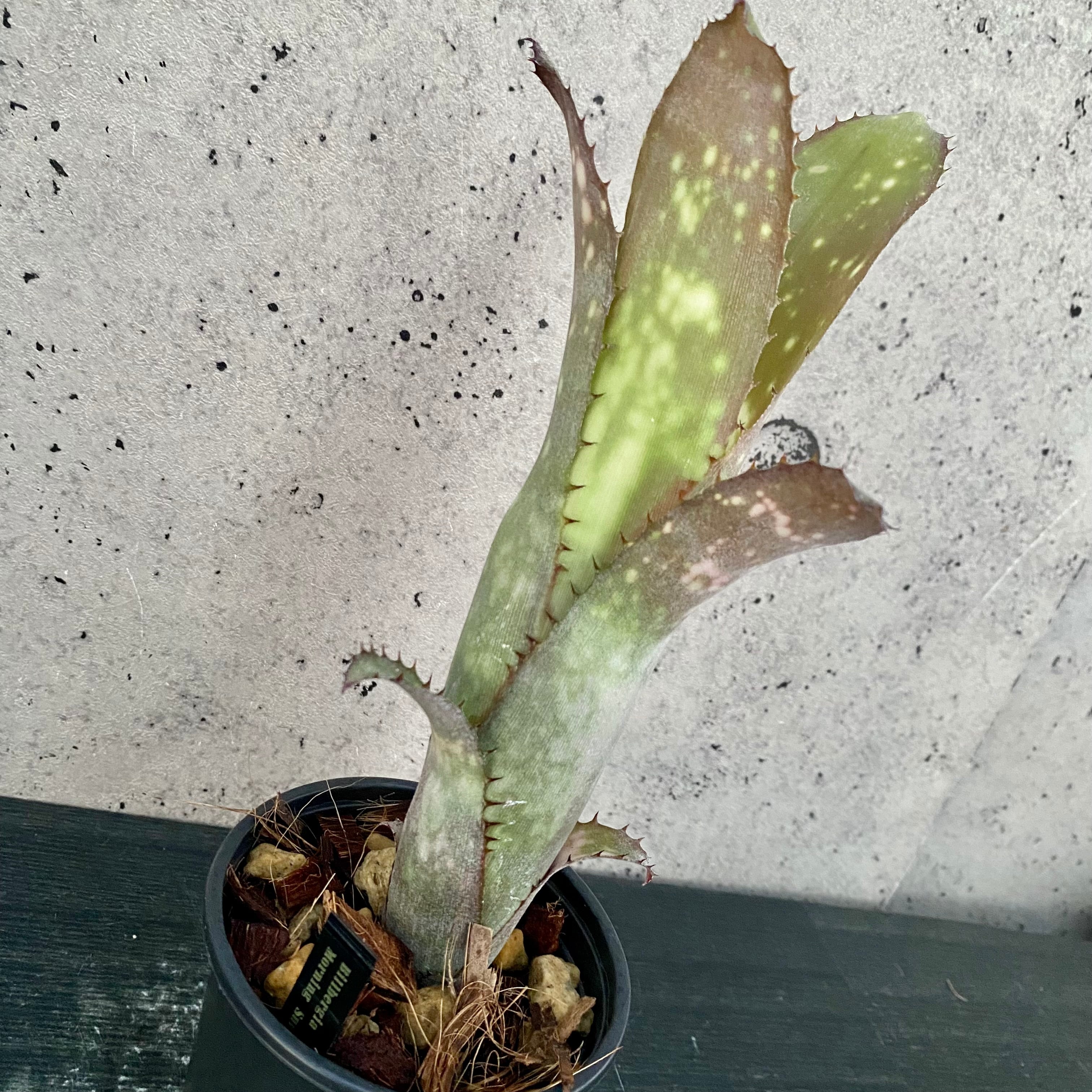 タンクブロメリア | Planet Plants プラネットプランツ