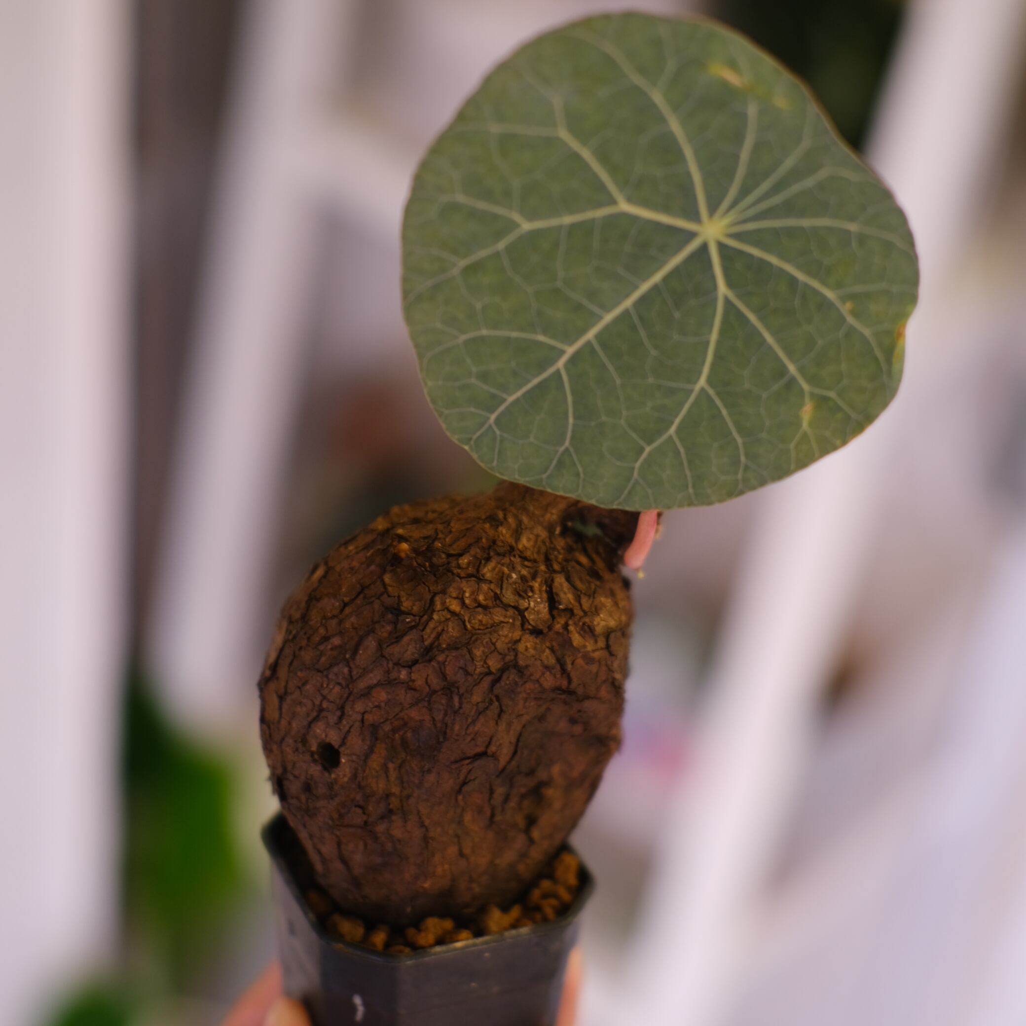 ステファニア / Stefania | tokyoplants (トーキョープランツ)｜希少な