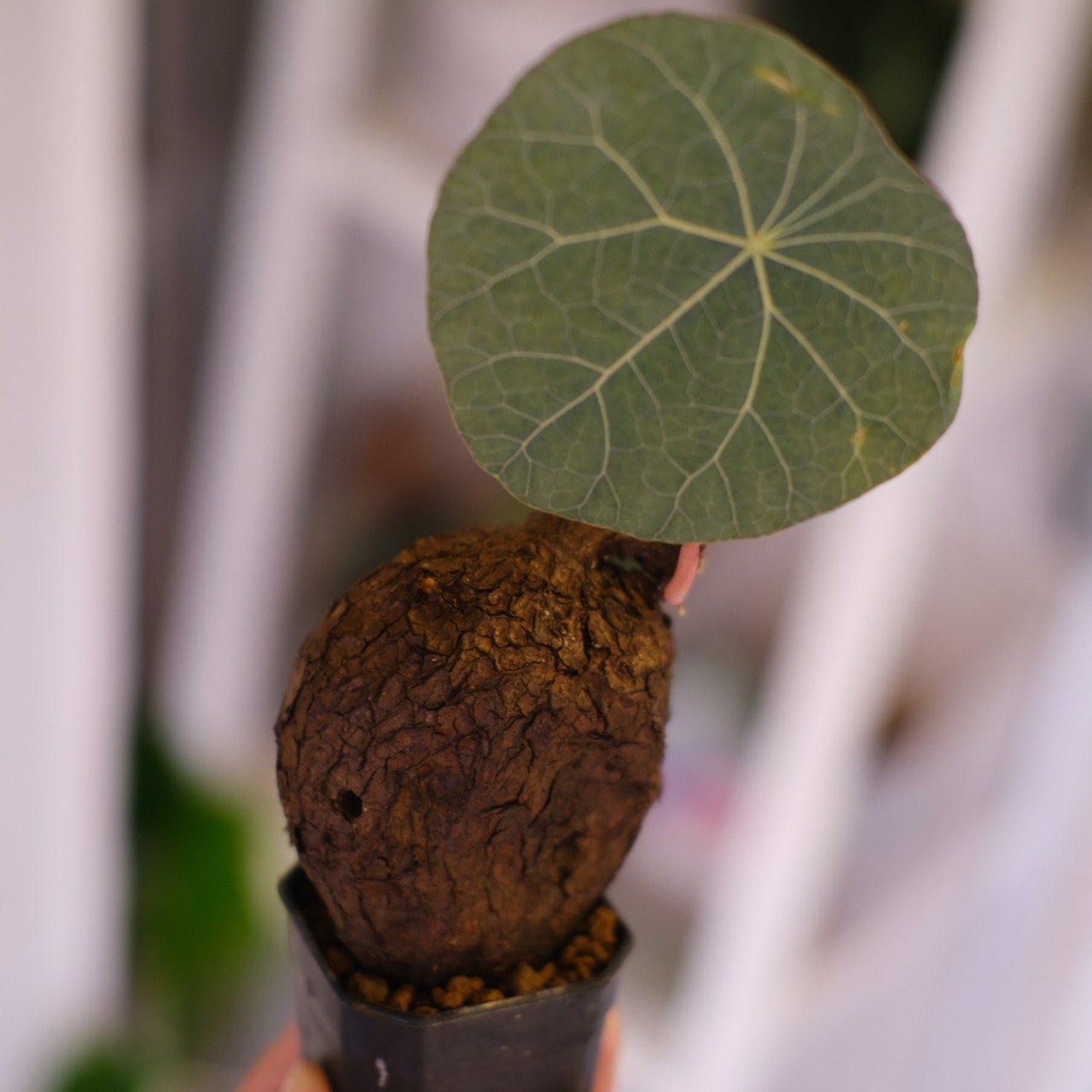 Stephania kaweesakii│ステファニア カウィーサキー③│観葉植物