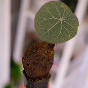 Stephania kaweesakii│ステファニア カウィーサキー③│観葉植物