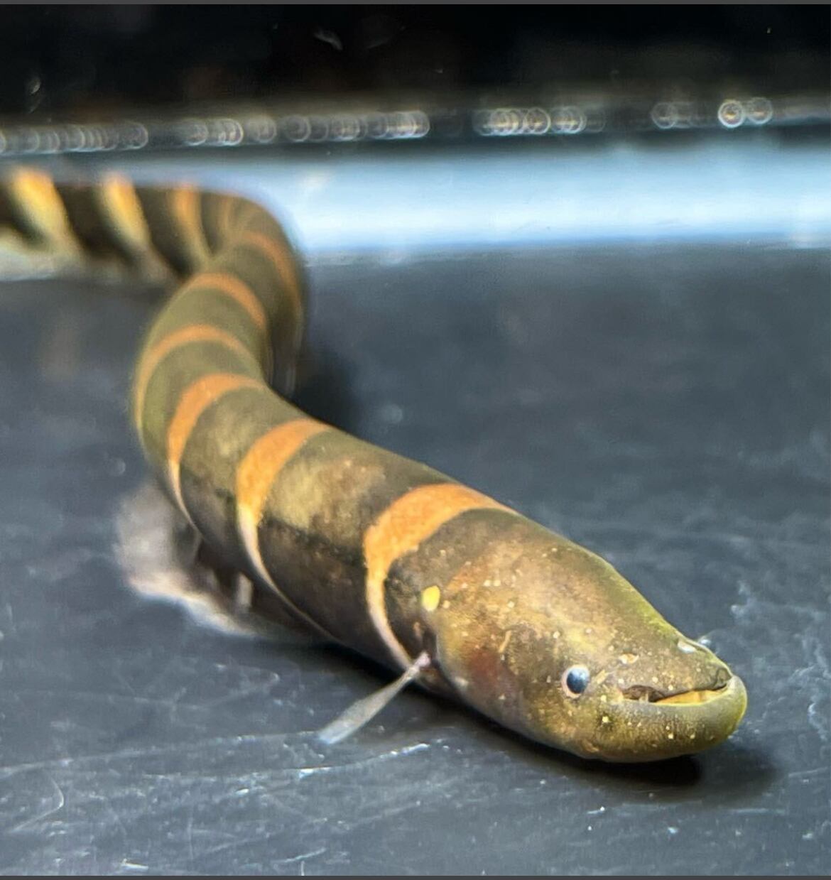 古代魚 | アクアショップあんじゅ