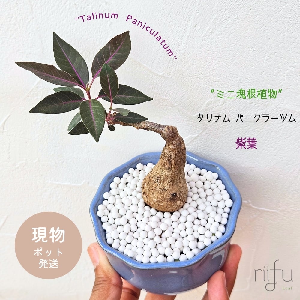 〚タリナム パニクラーツム 紫葉 〛レア★Talinum Paniculatum 塊根植物 コーデックス ポット発送