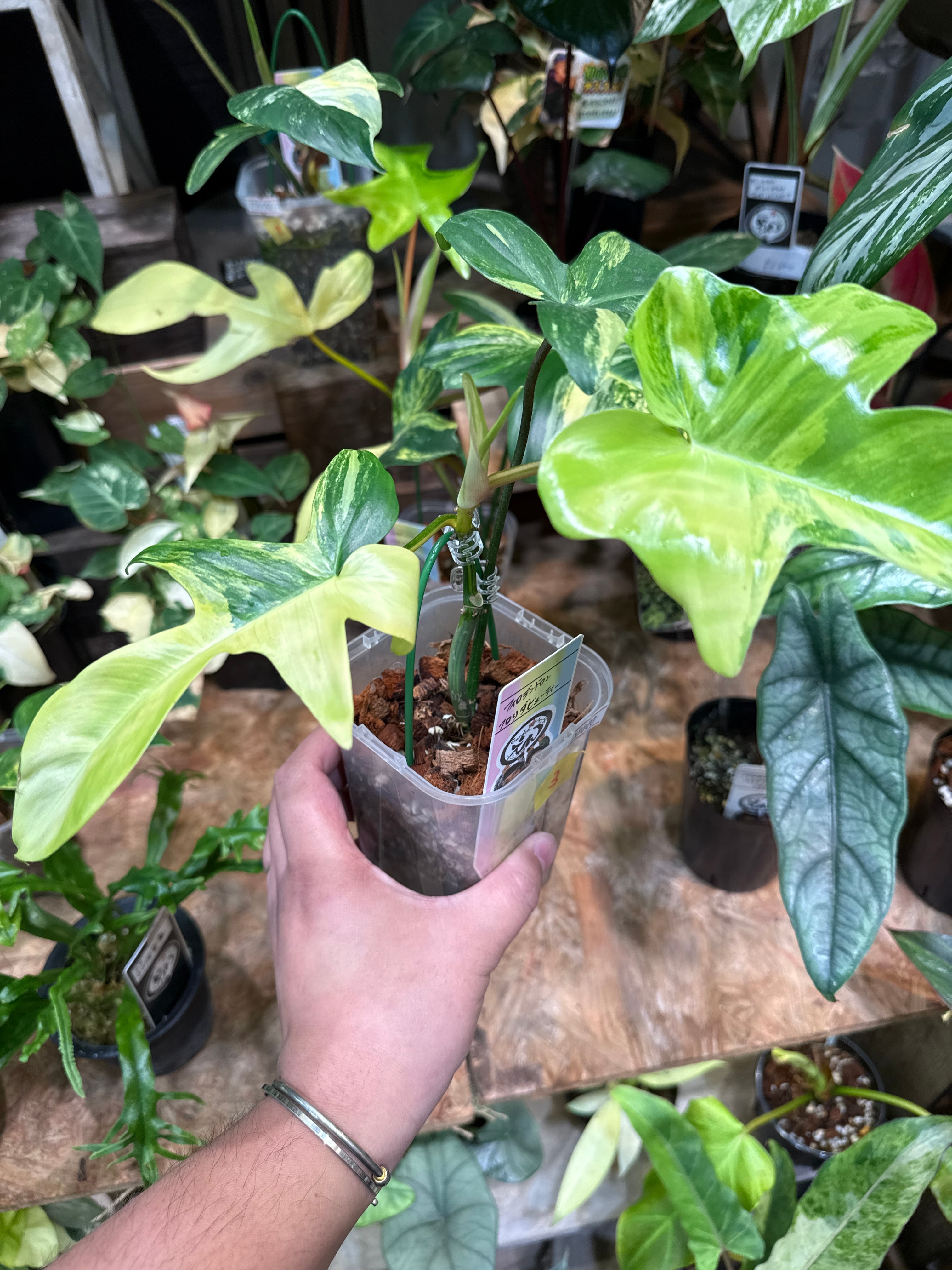 フィロデンドロン　フロリダ　ビューティ ③ ③ フィロデンドロン フロリダビューティー | Gardenえん 【観葉熱帯植物】