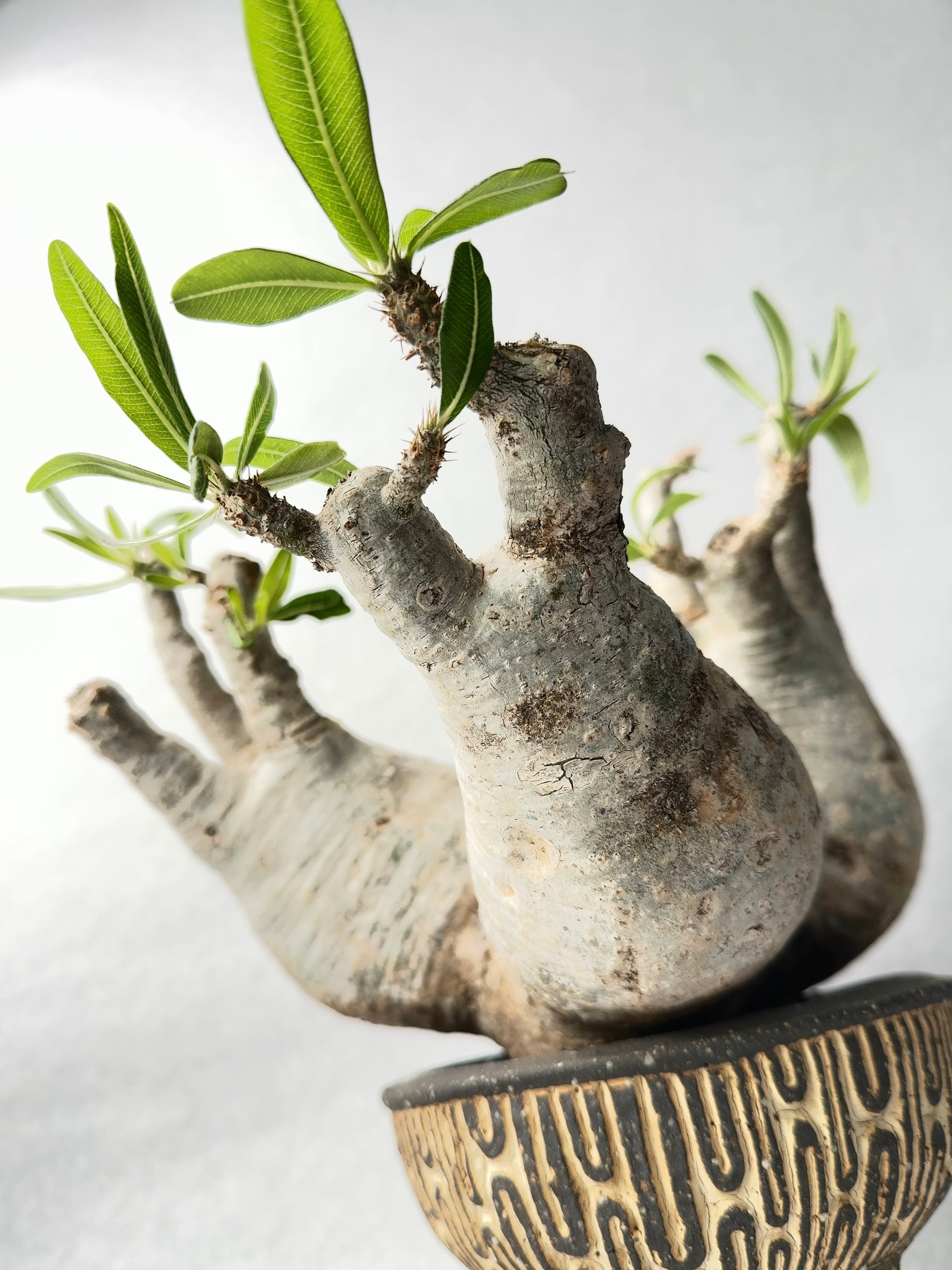 パキポディウムグラキリス　ダブルヘッド　実生株③ パキポディウムグラキリス ダブルヘッド 二頭 現地球 2頭 作家鉢 発根