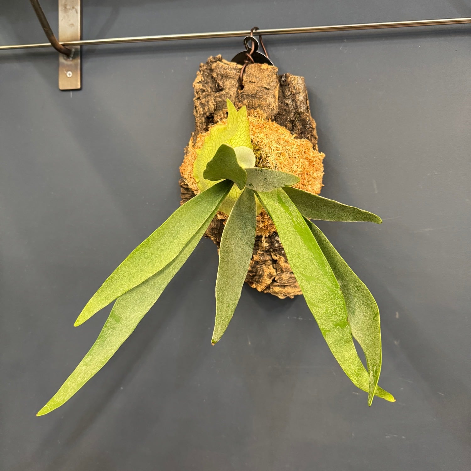 ビカクシダ Platycerium veitchii 板付け【1084】 | PROTOLEAF プロト