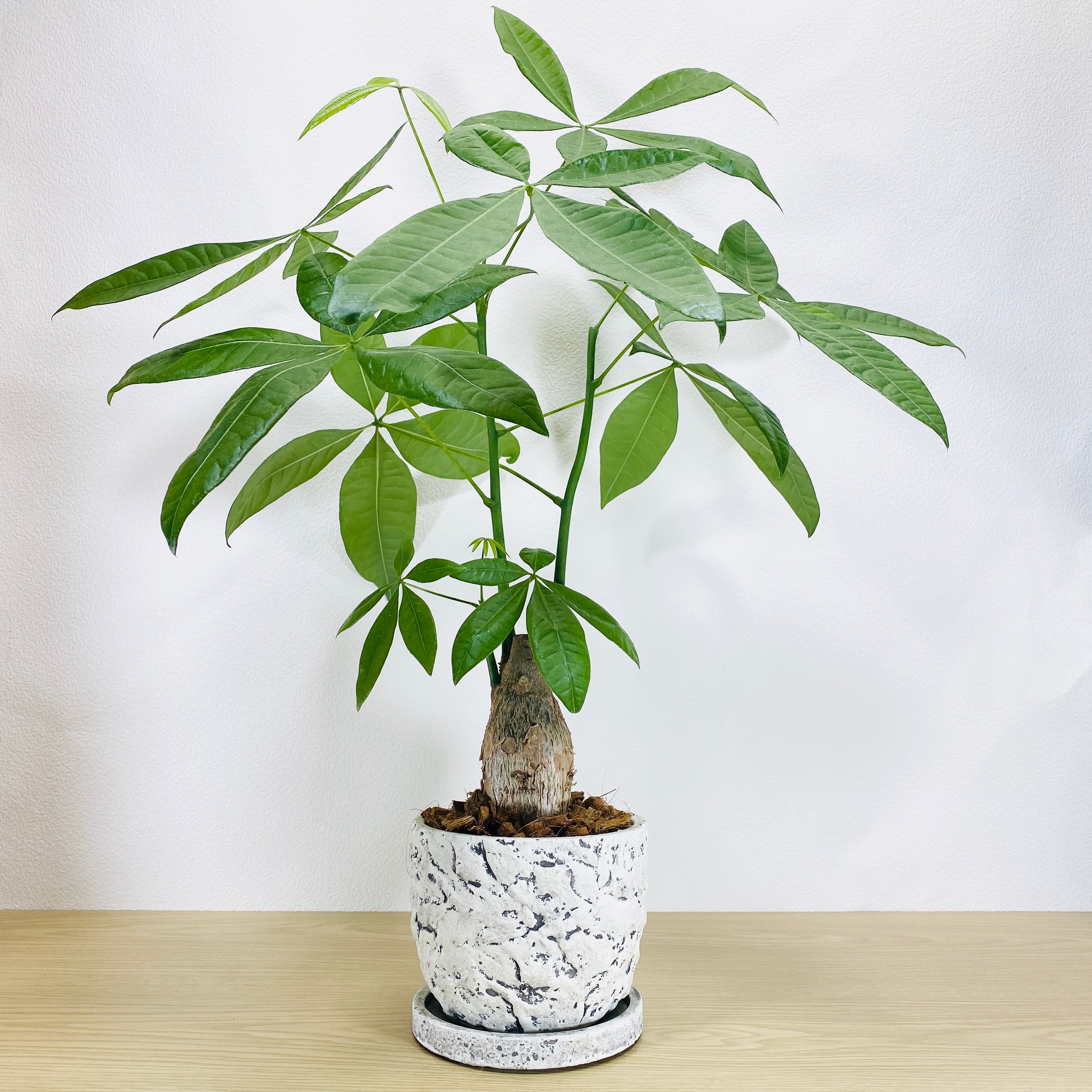 パキラ [観葉植物•1点もの] | Herbree・観葉植物の通販