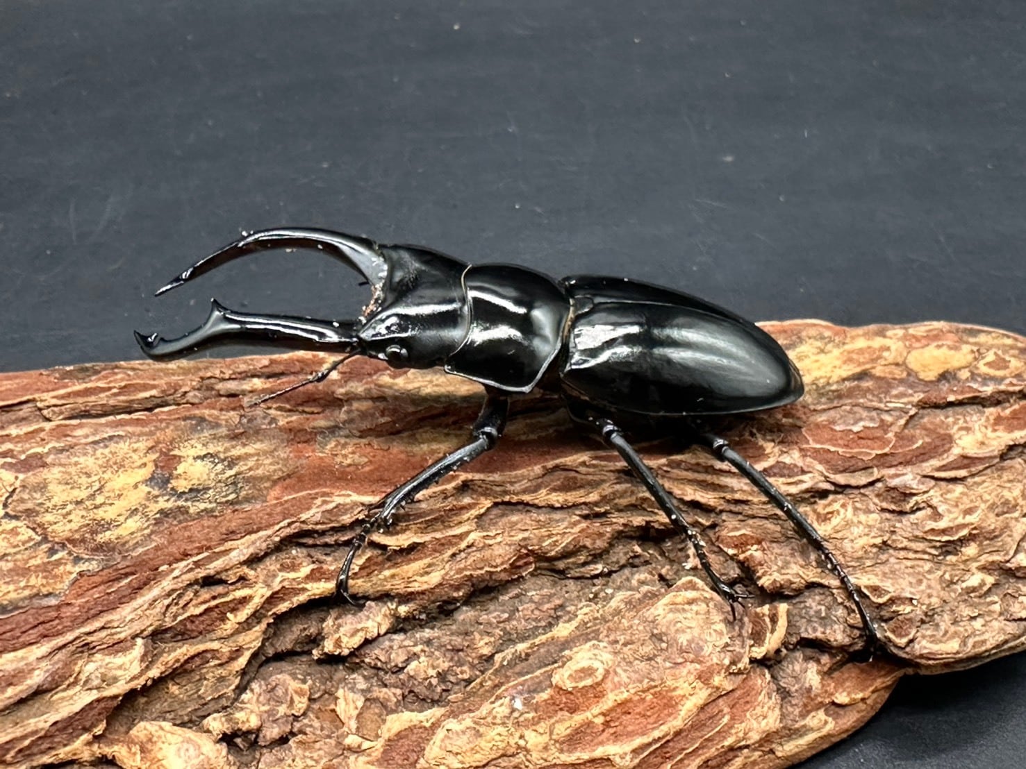 CBF1】《ネパールコクワガタ（0214） ♂70mm /♀45mmUP ペア