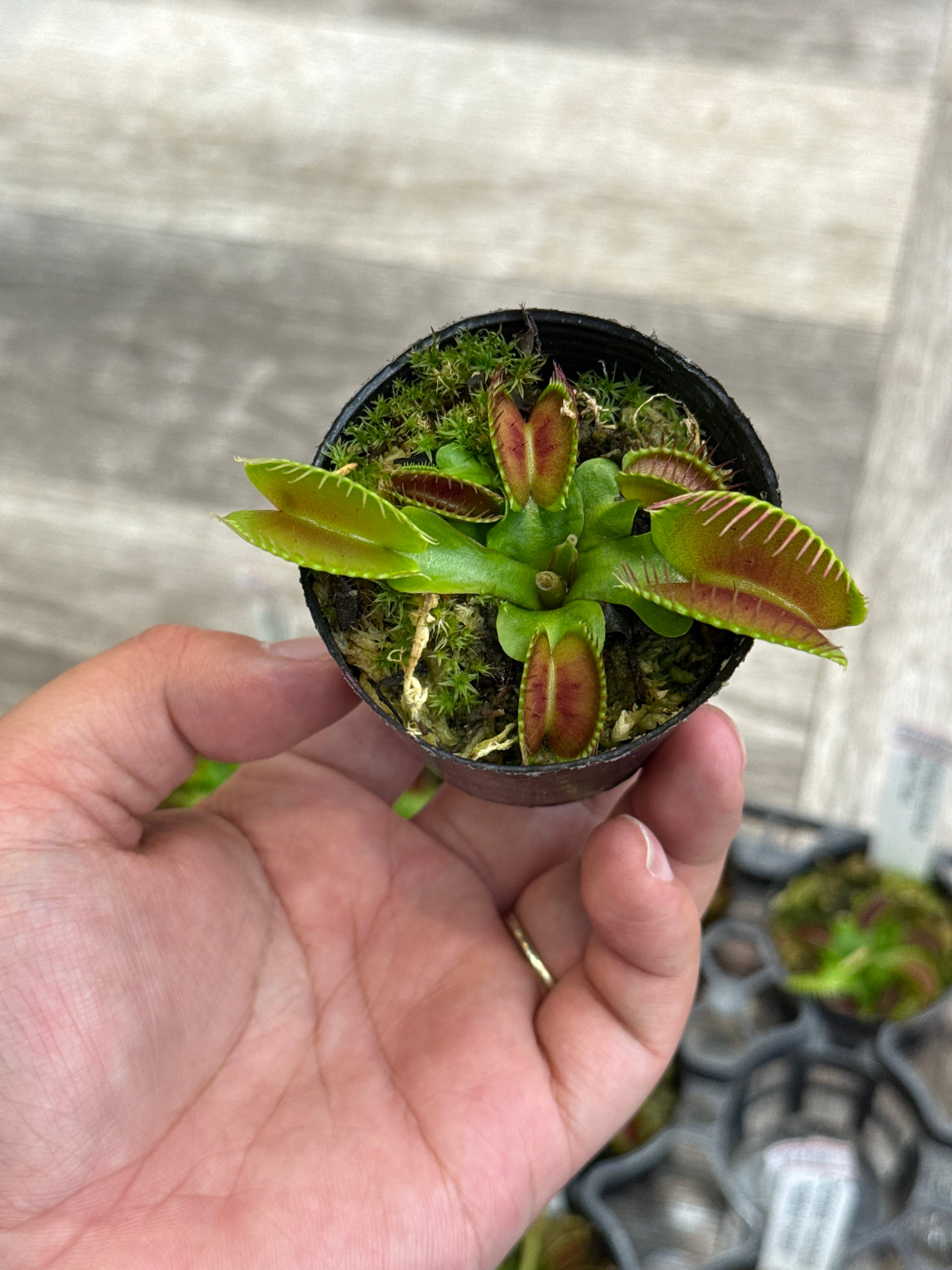 食虫植物】 Dionaea muscipula 