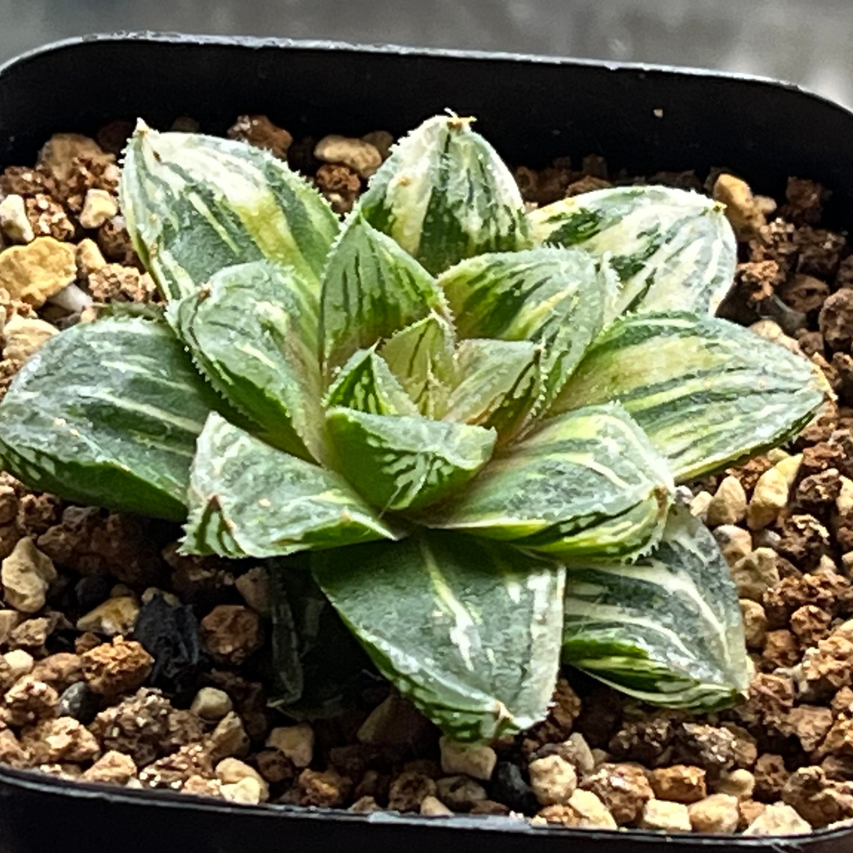 ハオルチア ドドソン紫オブツーサ錦 | mocono_plants
