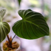 フィロデンドロン エルチョコレッド / Philodendron "El Choco Red"⑫ / 観葉植物<育て方・花言葉>