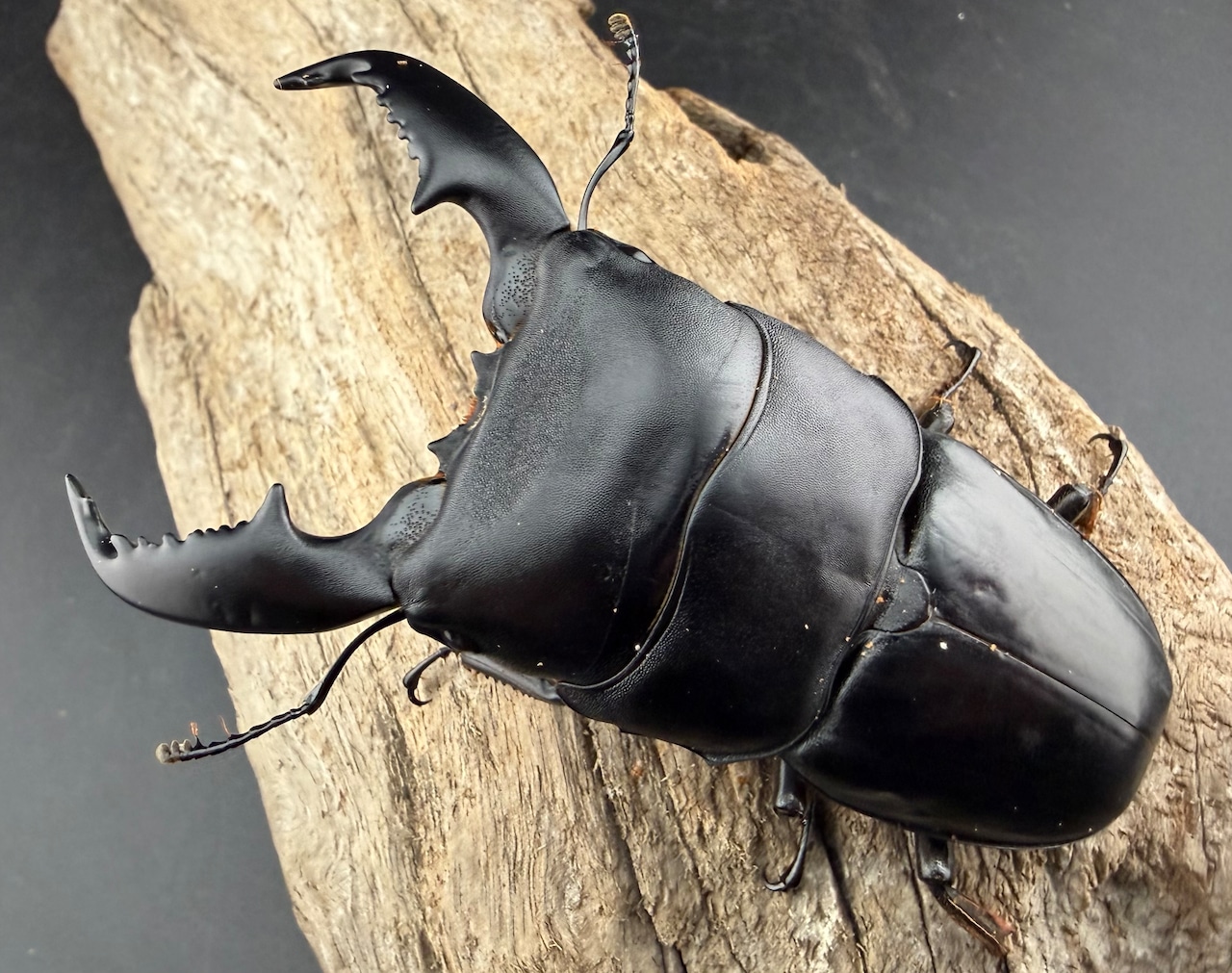 【WD】《スマトラオオヒラタ アチェ産 90.5mm ペア》