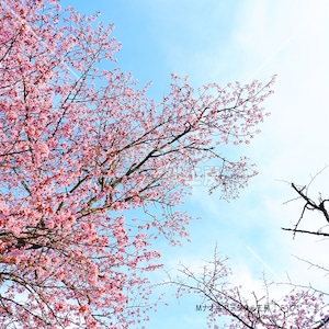 青空に映える満開の桜 煽り構図　Cherry blossoms in full bloom shining against the blue sky.