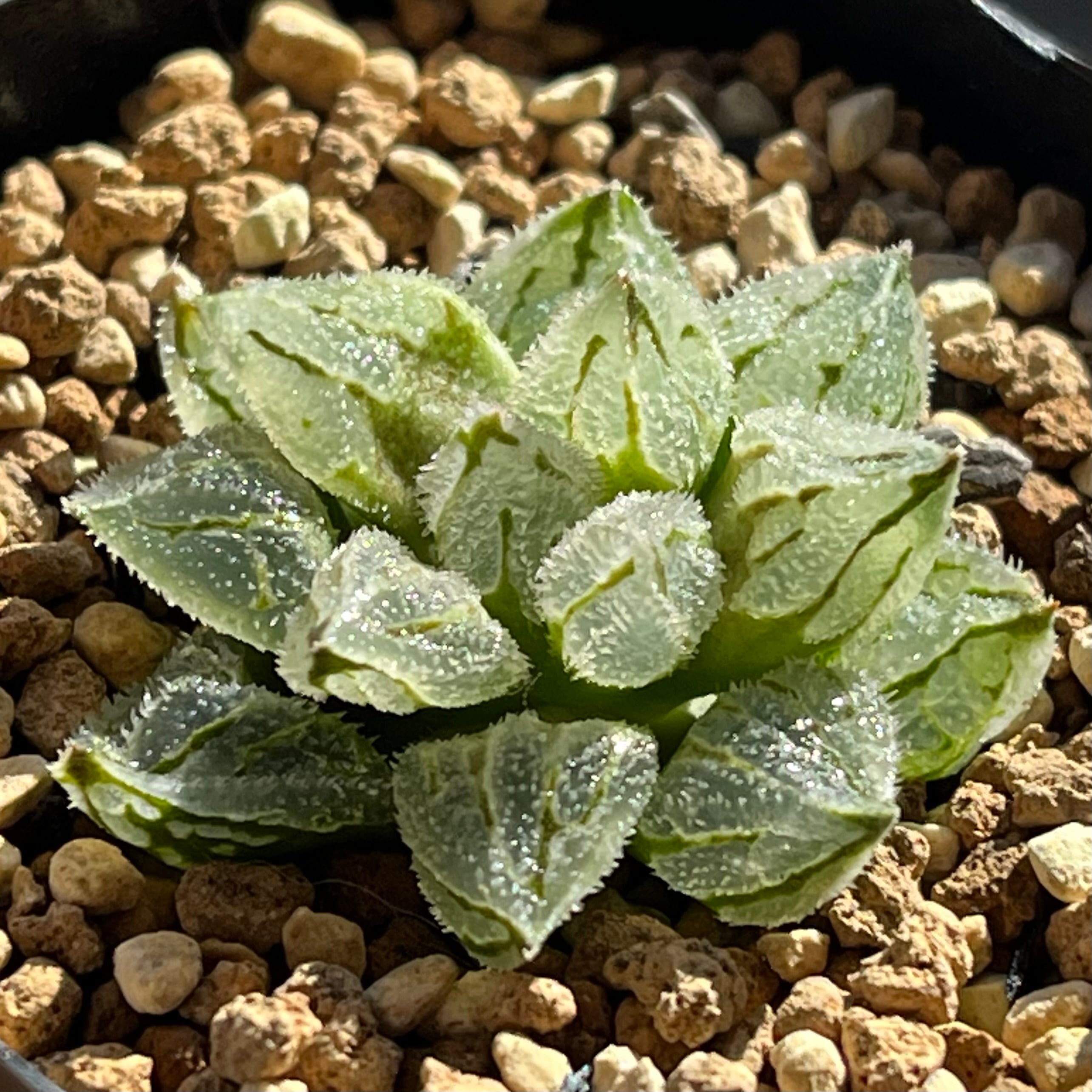 ハオルチア 氷魁 | mocono_plants