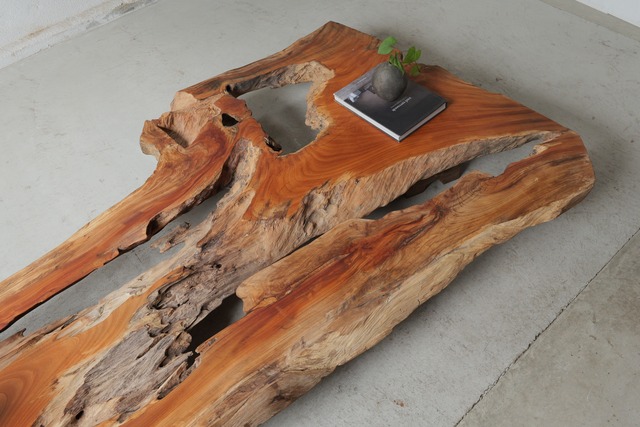 欅　Zelkova