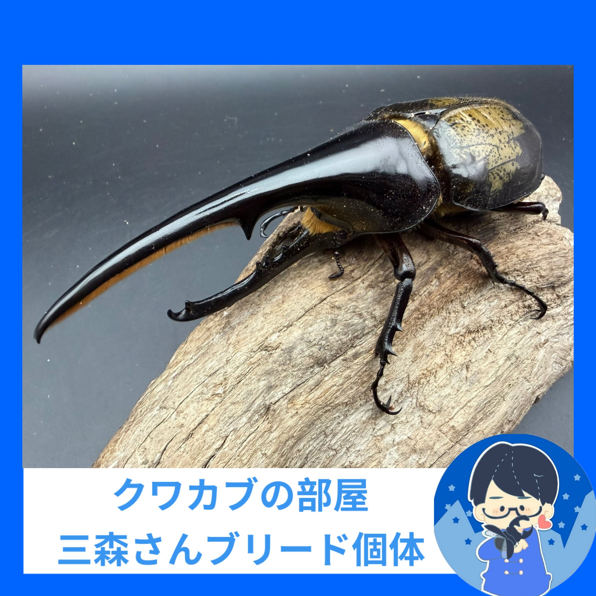 シーラケース標本箱 標準カラー | KPW BASE店