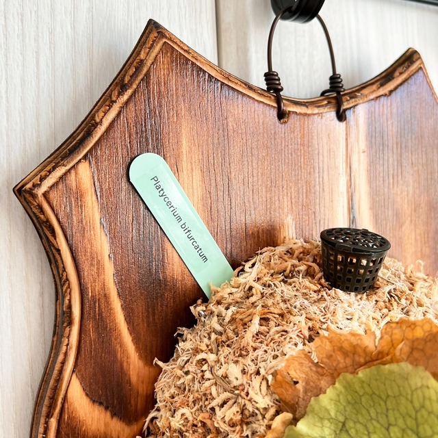 ビカクシダ ビフルカツム 板付 【観葉植物 室内 コウモリラン】