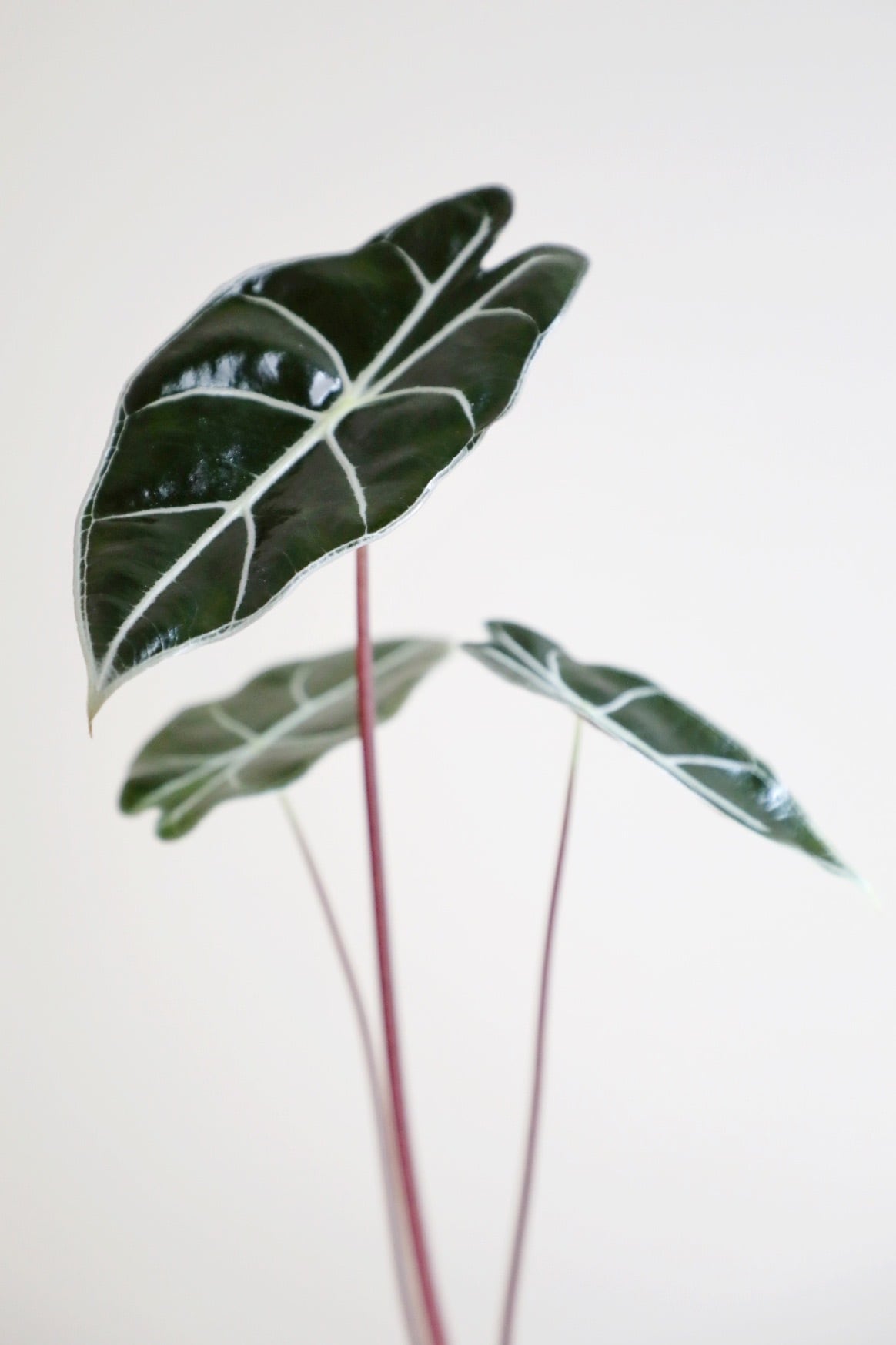 M】アロカシア ピンクベイン/Alocasia | 【厳選植物・器】MIDORI
