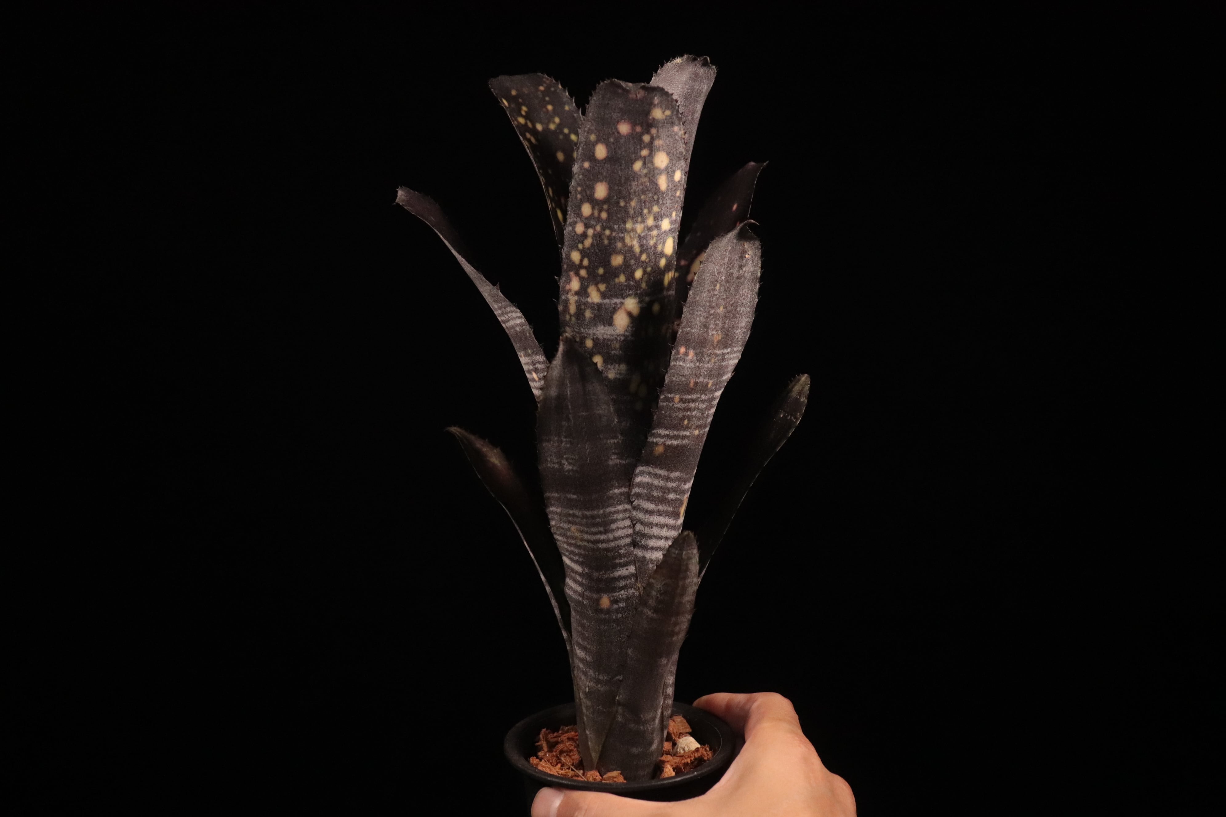 送料無料】Billbergia 'Lubra'〔ビルベルギア〕現品発送B0265 | plane
