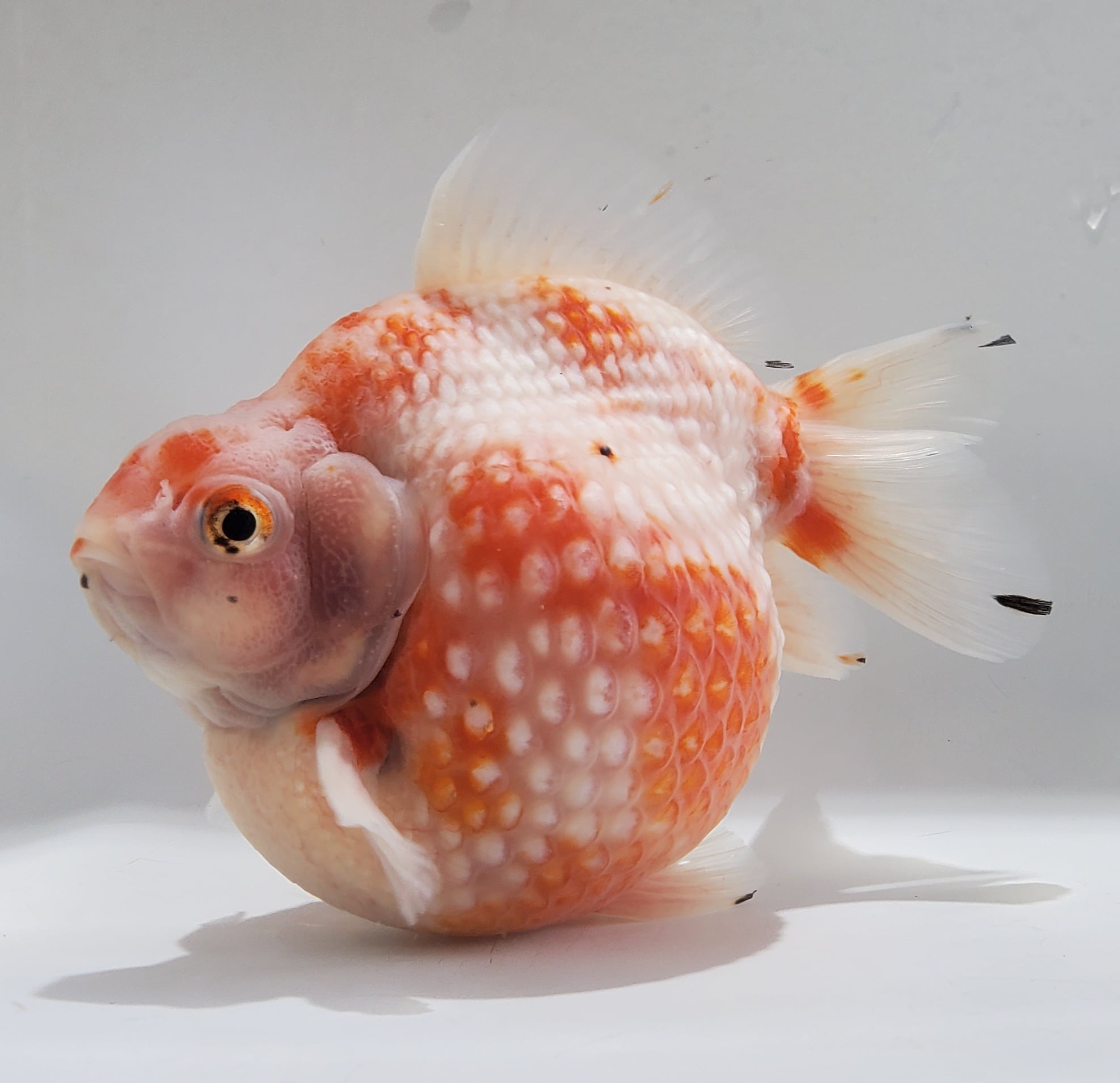 薩摩産 大ピンポンパール 14㎝前後 | 金魚と両生類のお店 さだお