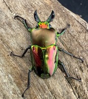 《ニジイロクワガタ 33.5mm ♂♀♀トリオ》