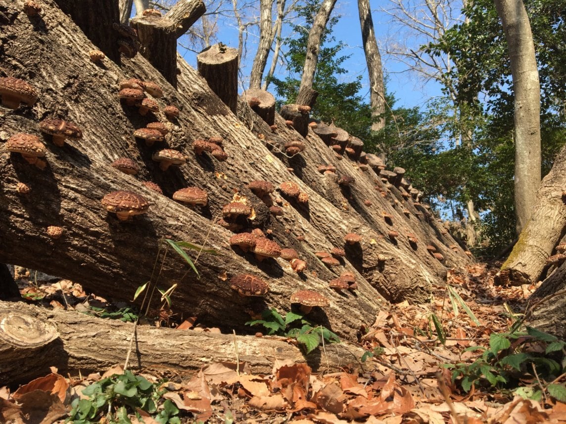 原木乾しいたけ粉末『きのこのこ』 | ヤマザキ椎茸園