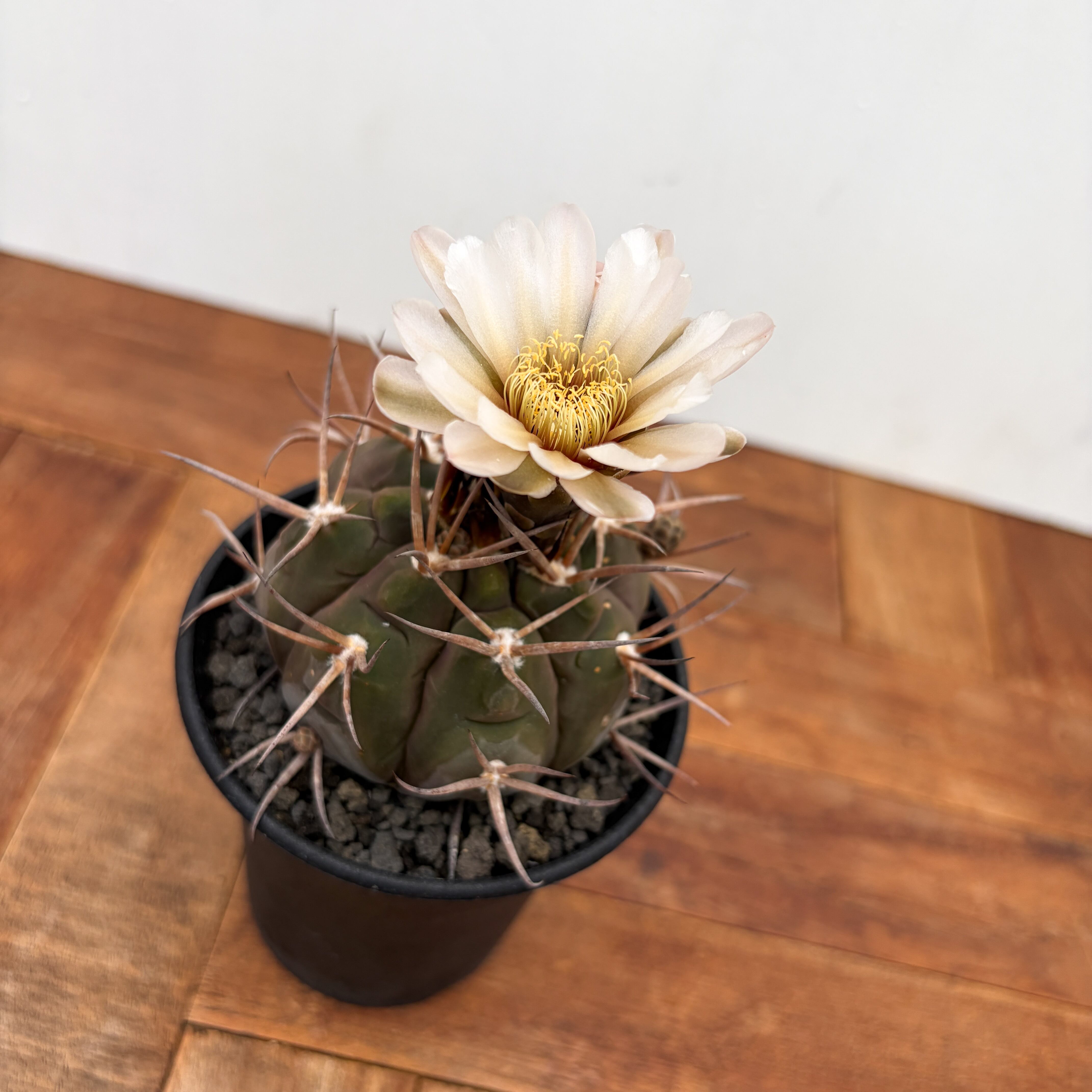 Gymnocalycium mazanense【ギムノカリキウム・守金魔天竜】 | RIMO'S