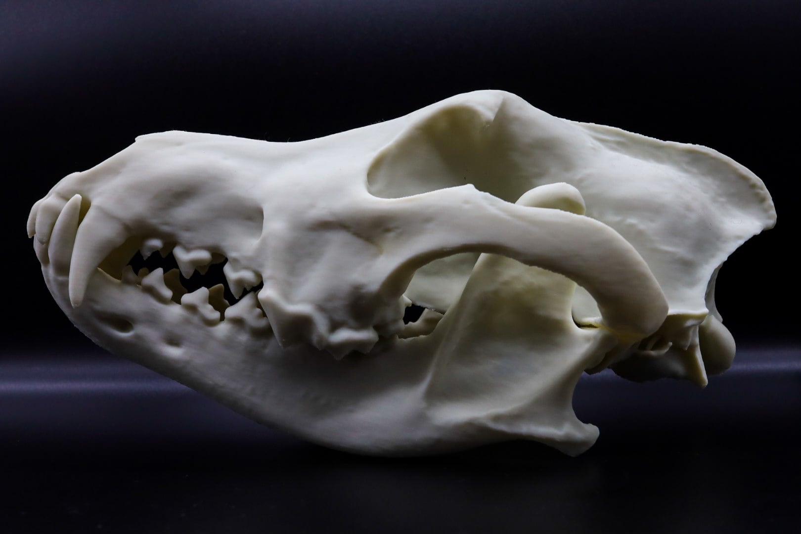 タイリクオオカミ原寸大頭骨模型 | 生き物グッズ屋〈4C-UNIT〉