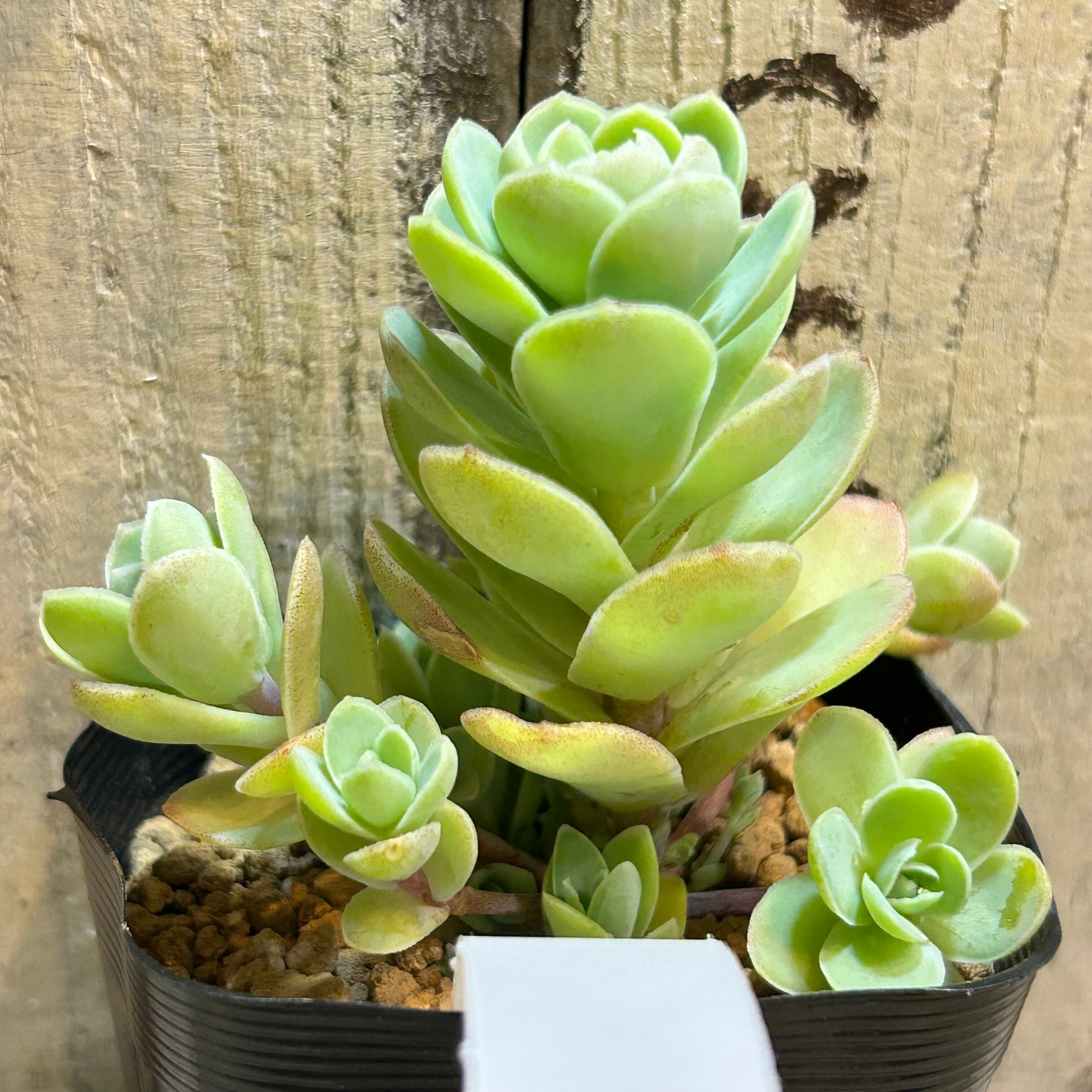 ピーチパーフェクト | RuPo 多肉植物専門店