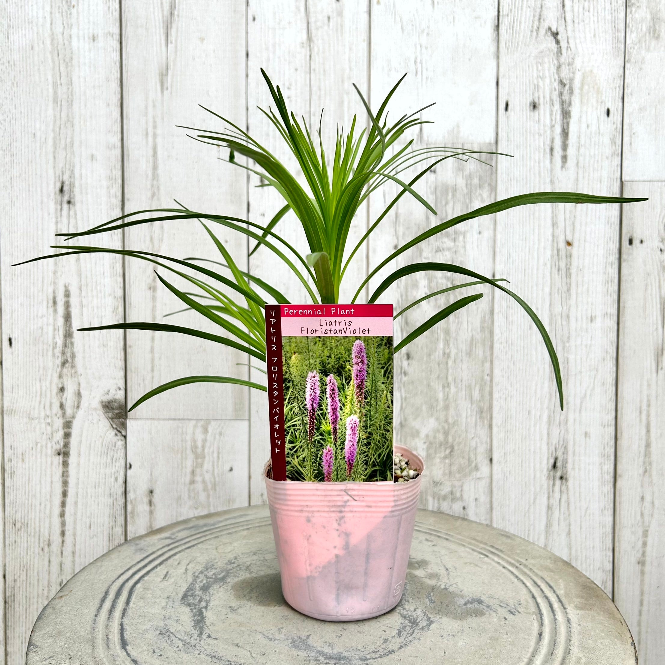 植物】 | フラワーガーデン泉 オンラインショップ