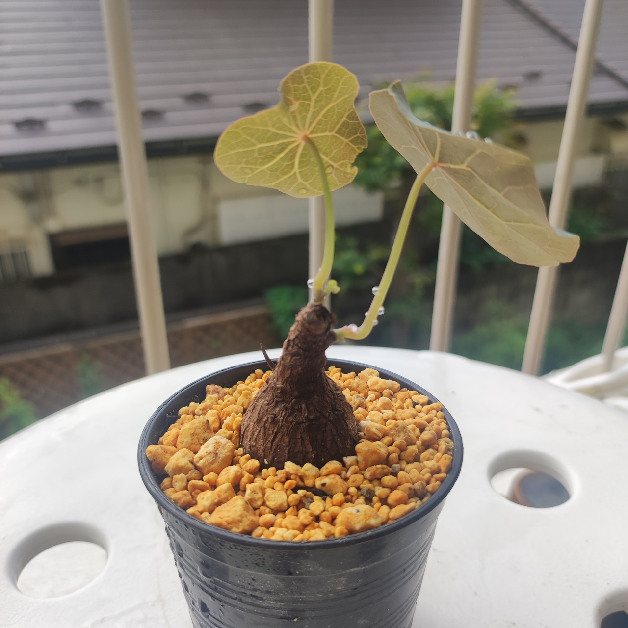 Stephania kaweesakii /ステファニア・カウィーサキ⑤