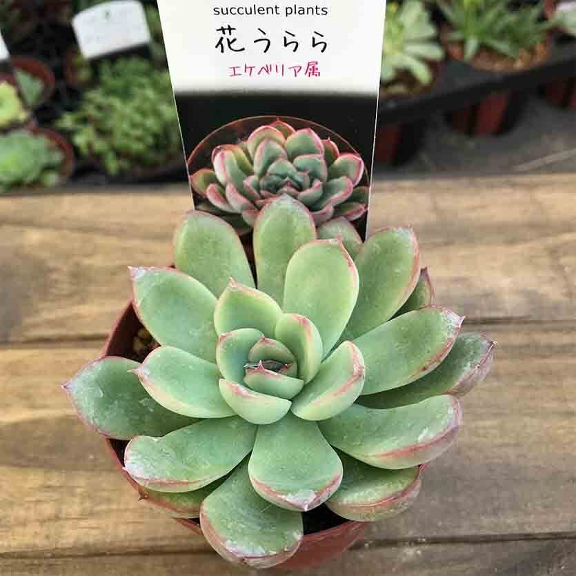 花うらら Echeveria Pulidonis 多肉植物研究所